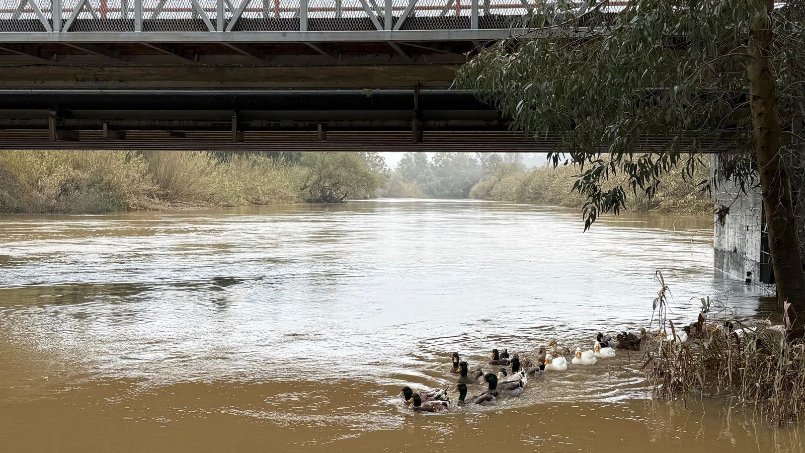 Un puente sobre el Palmones en la zona del Mirador del río, este jueves.
