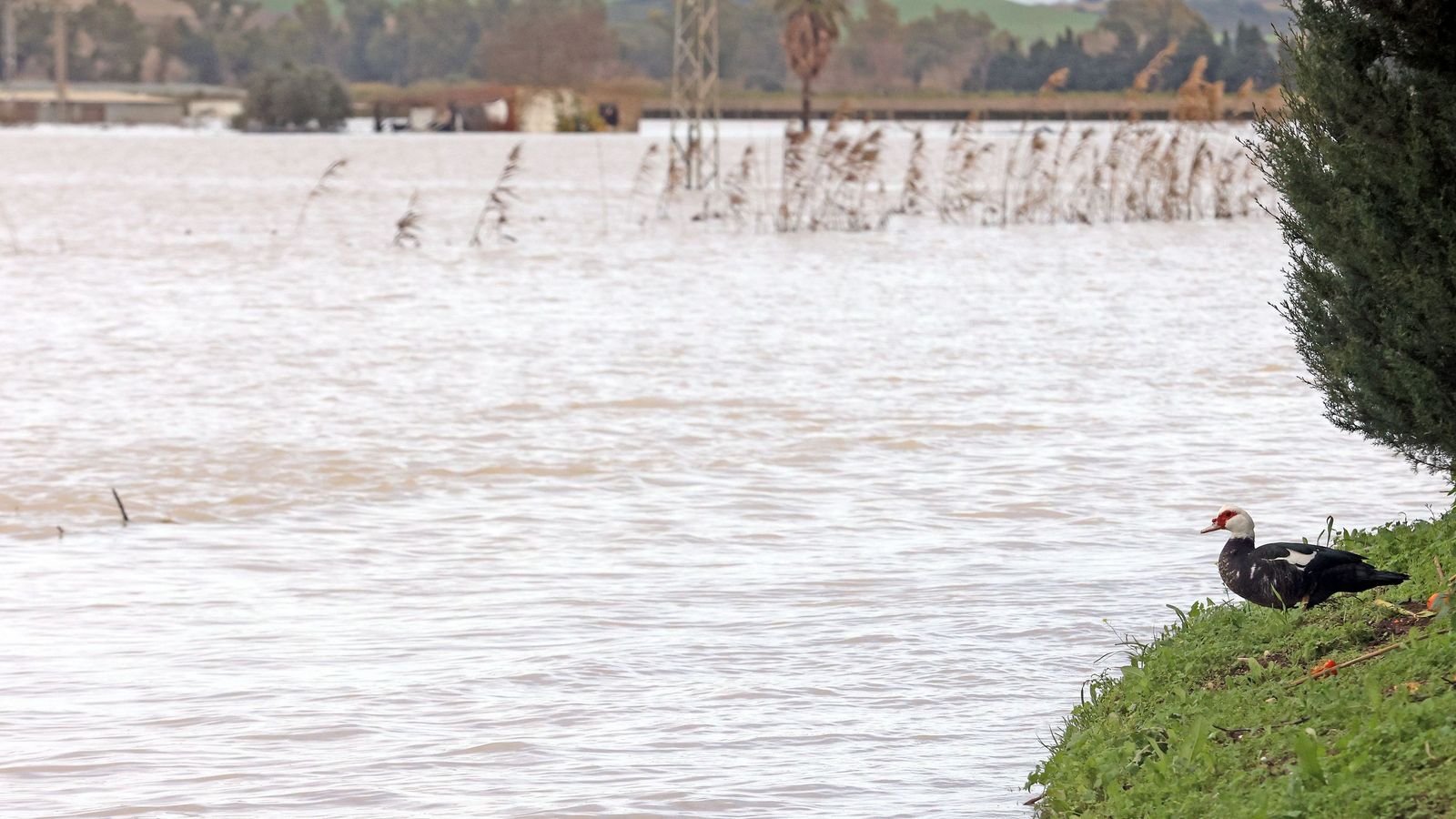 El Guadalete comienza a bajar su nivel poco a poco por la zona rural de Jerez