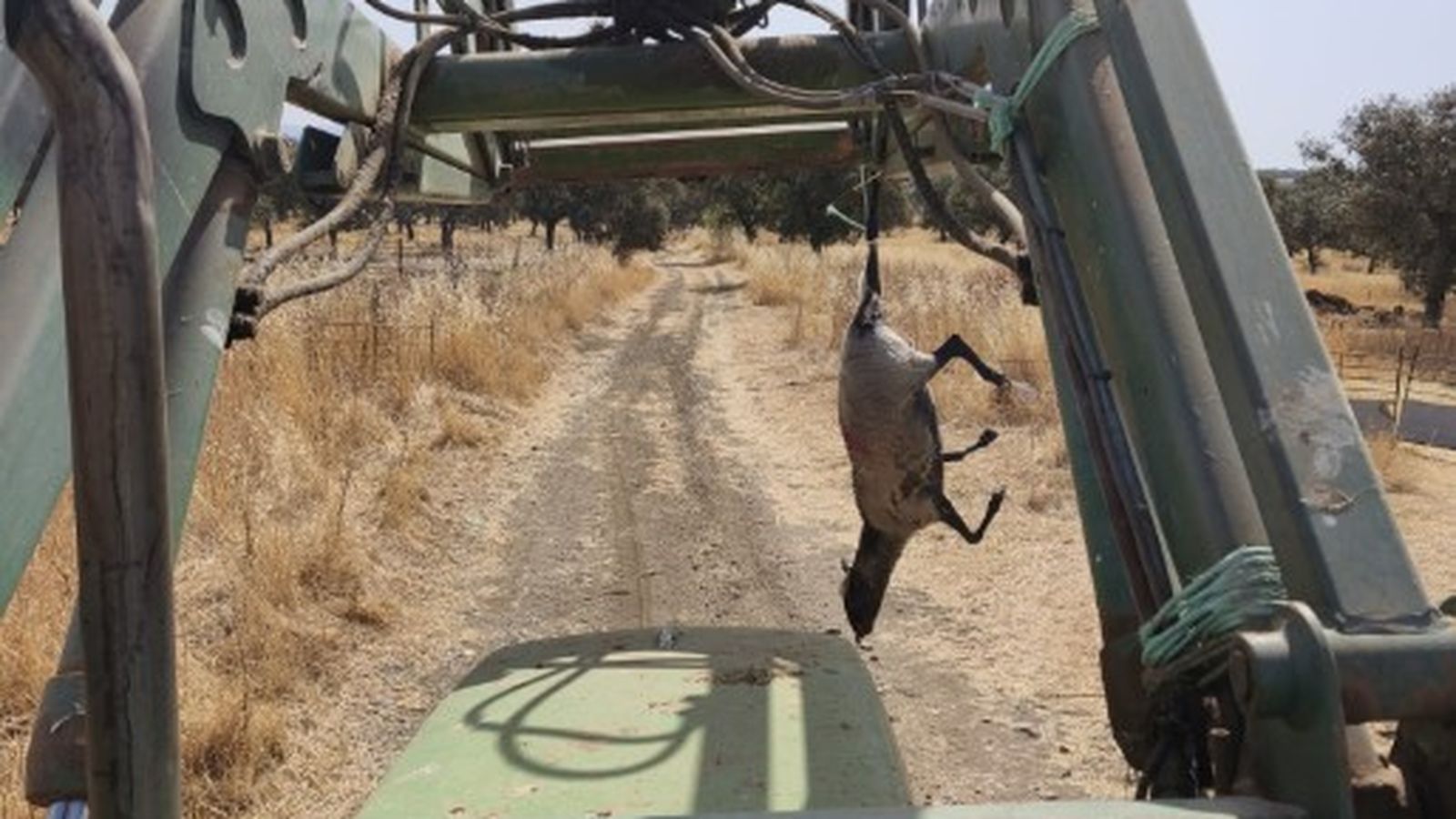 Una oveja muerta afectada por la lengua azul.