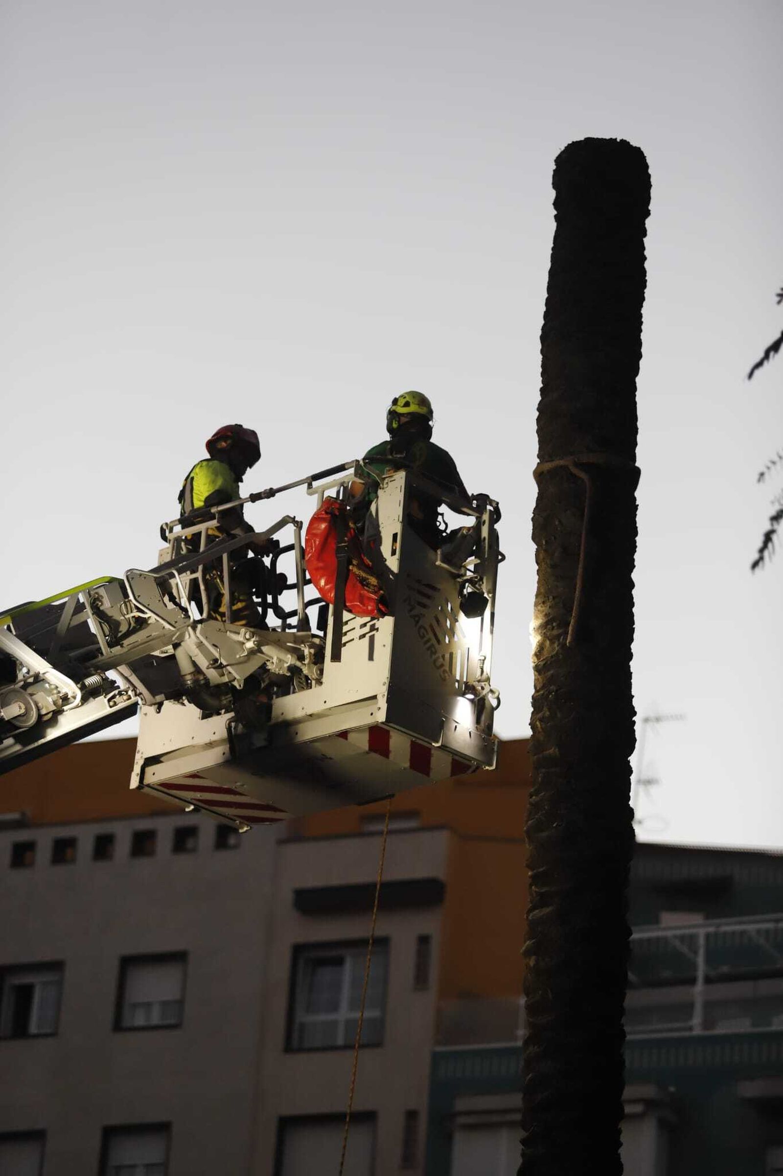 Las imágenes de la tala de la emblemática Palmera de Huelva