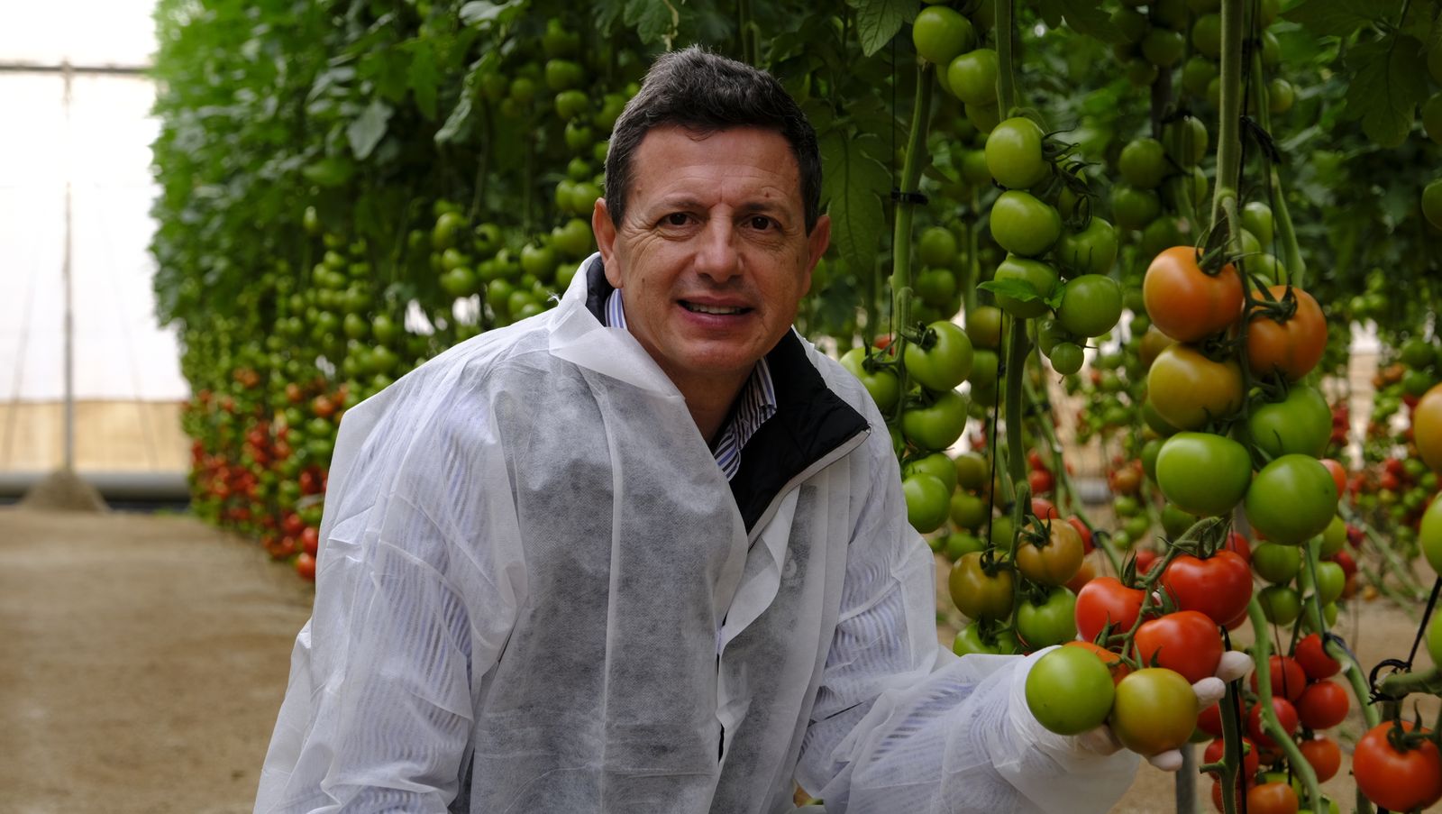 Manuel muestra algunos de los tomates con alta resistencia de la finca.