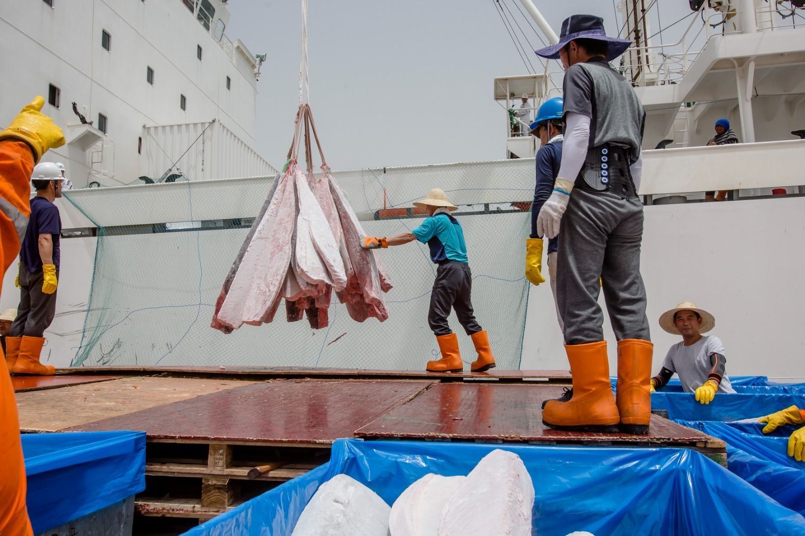 Petaca descarga cinco toneladas de atún de la almadraba de Barbate en la Zona Franca