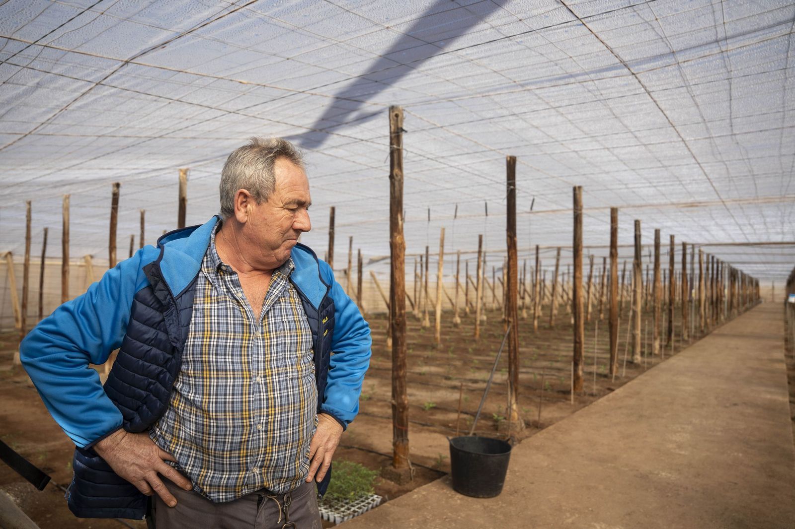 La primavera se planta en invierno entre sandías y tomates almerienses