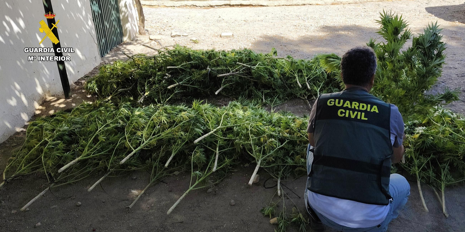 Plantas de marihuana incautadas en una plantación en Turillas.