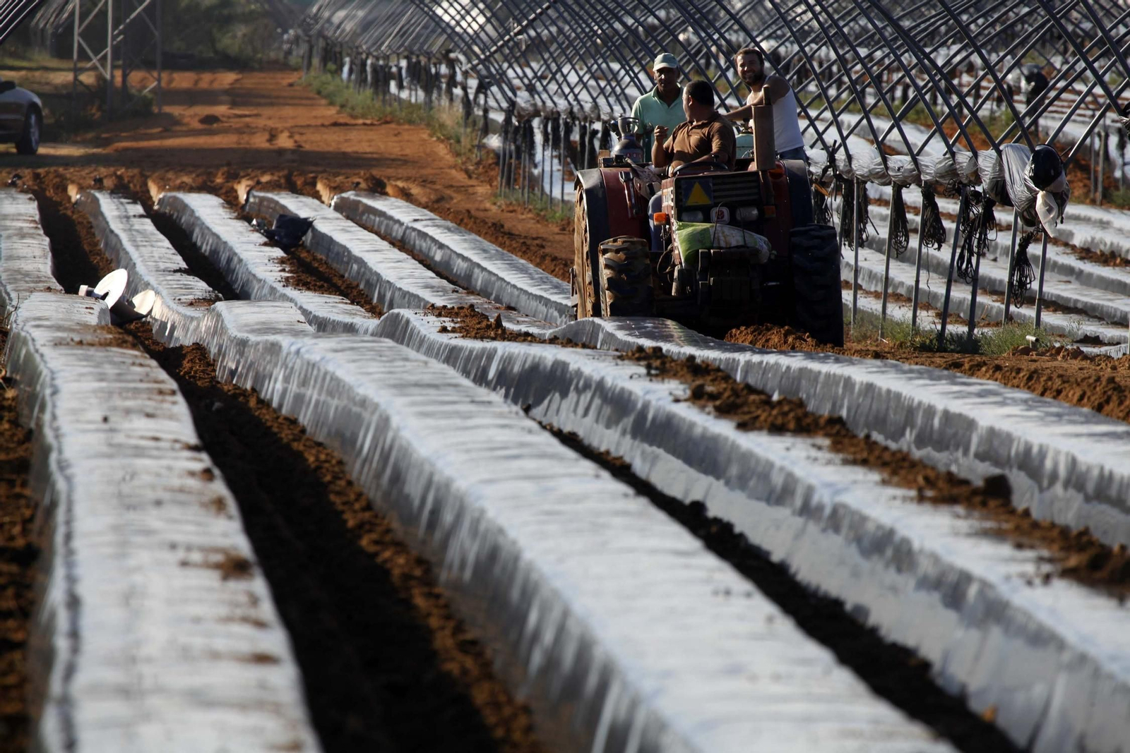 Acondicionamiento del campo para la plantación de fresa en una finca onubense.