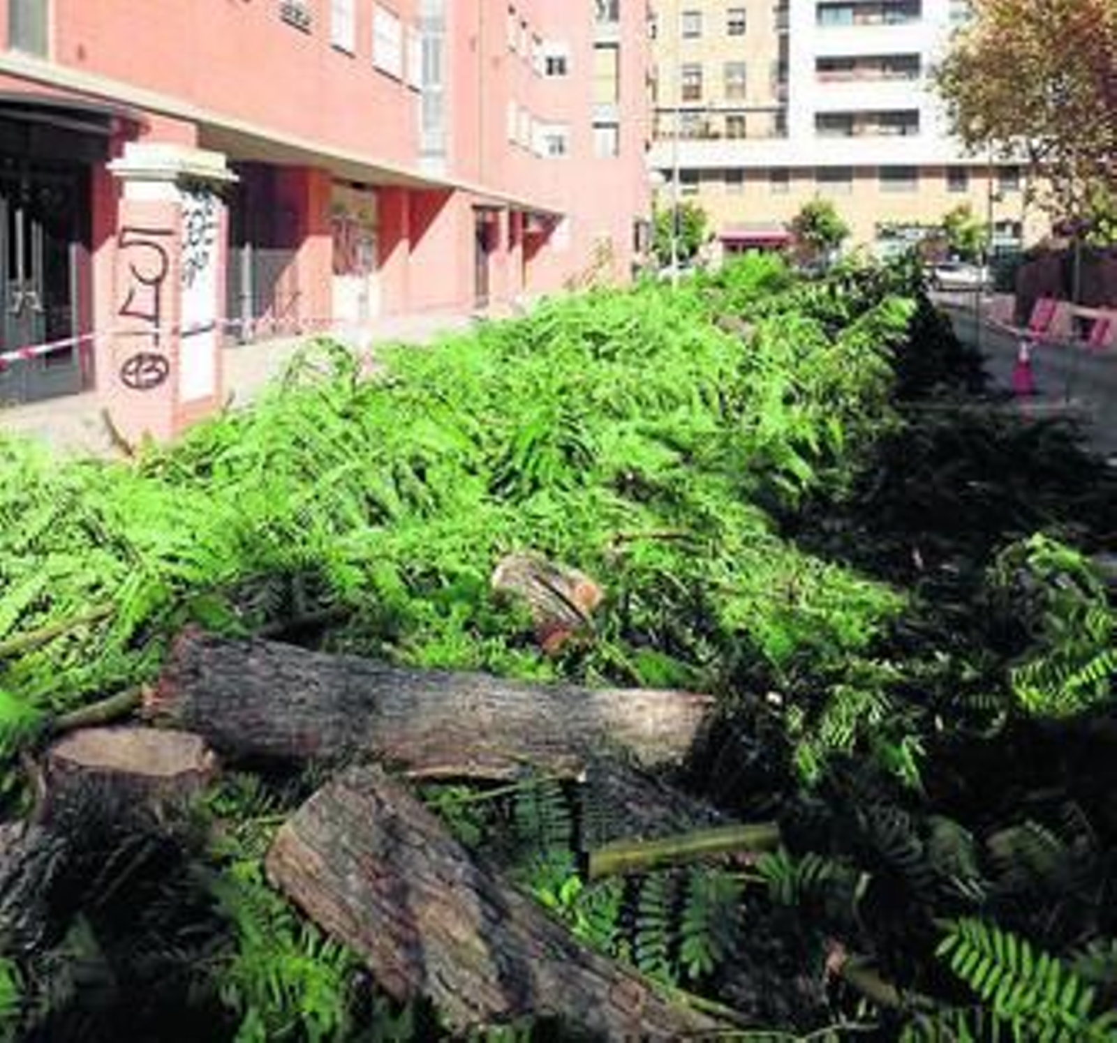 Árboles cortados en la calle Avicena a finales de 2013 en Nuevo Torneo.