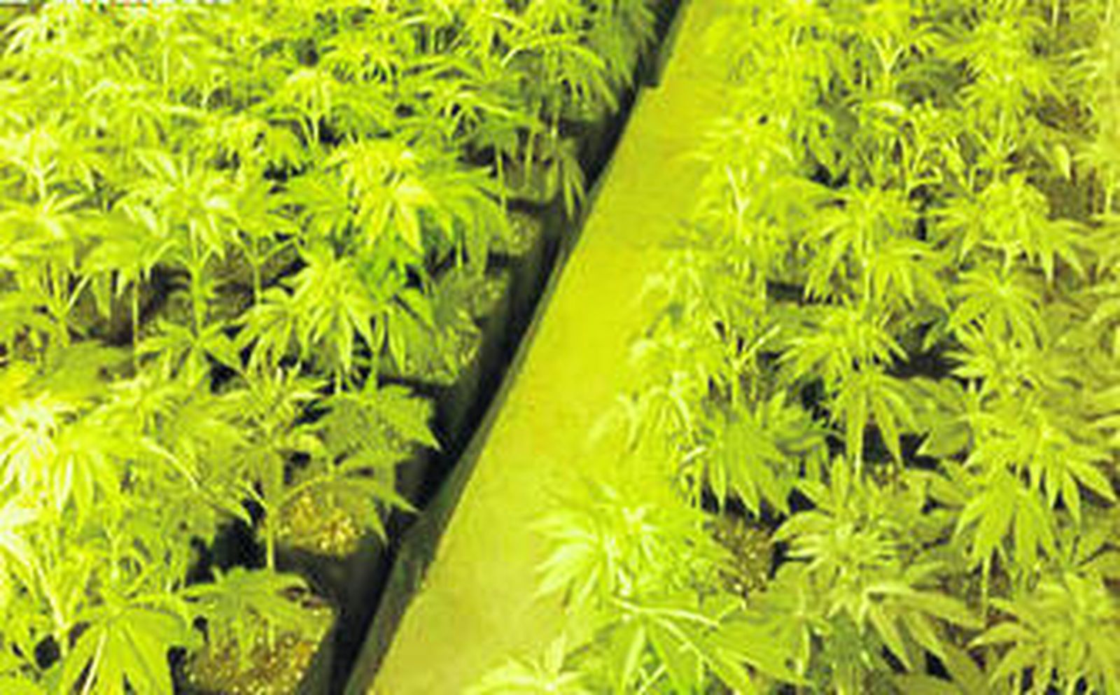 Las 1.477 plantas halladas hace unos días por la Policía.