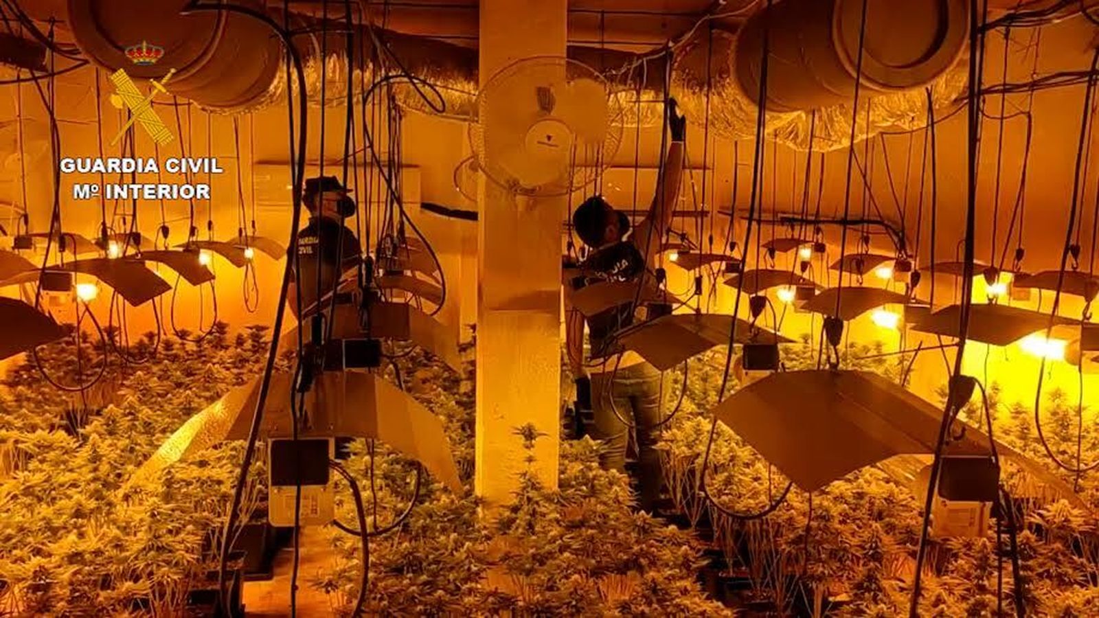 Cultivo de marihuana