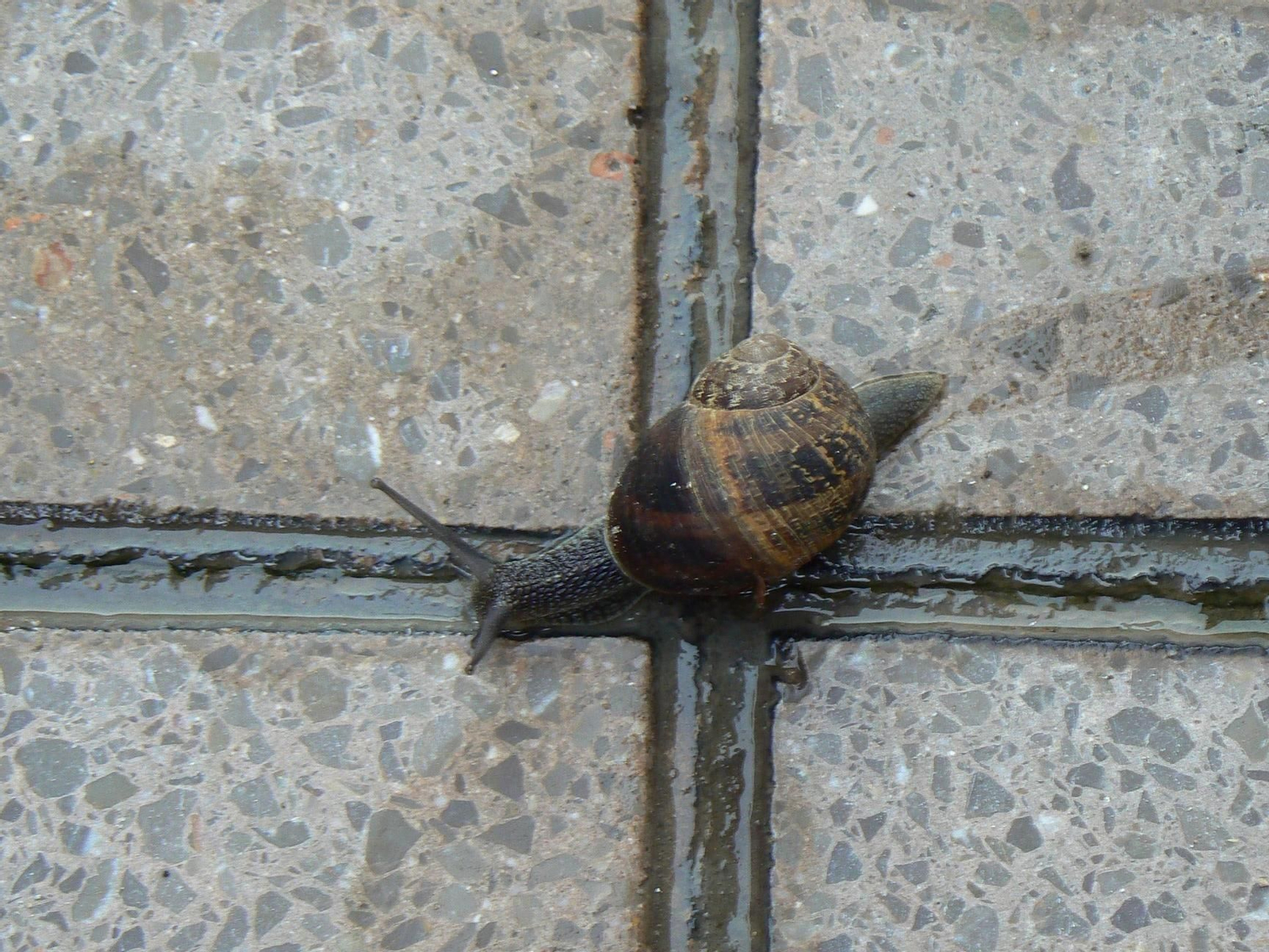 Imagen de archivo de un caracol