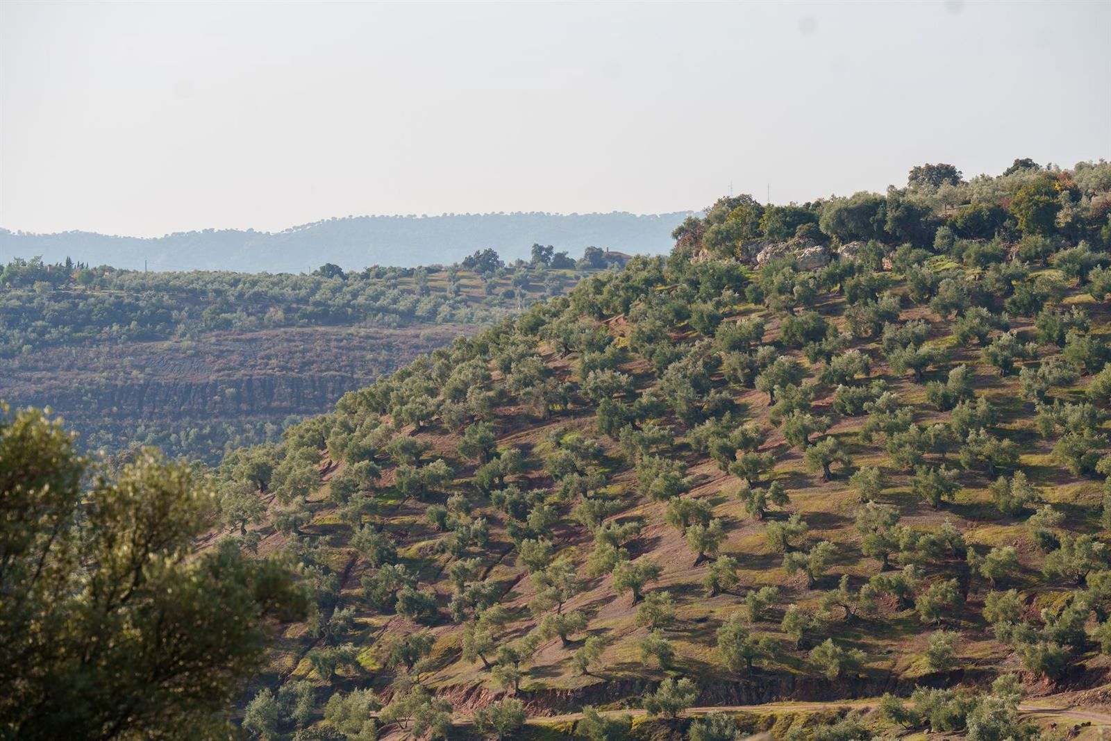 Imágenes de campos de olivos en las sierras andaluzas.