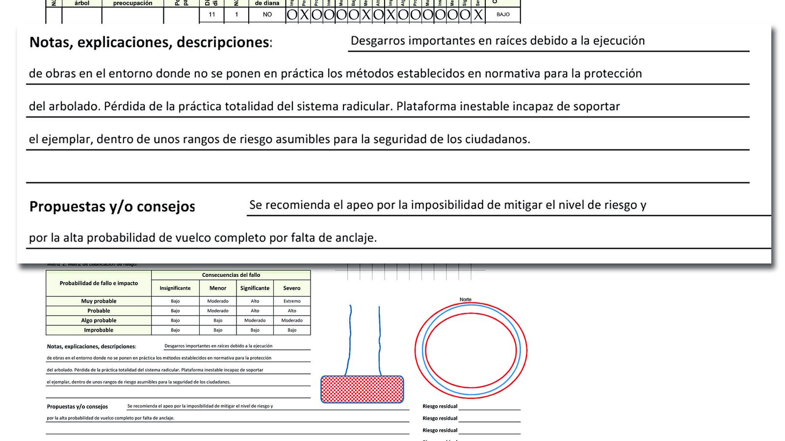 Detalle del informe de la UTE de Parques y Jardines sobre los daños a los olmos.
