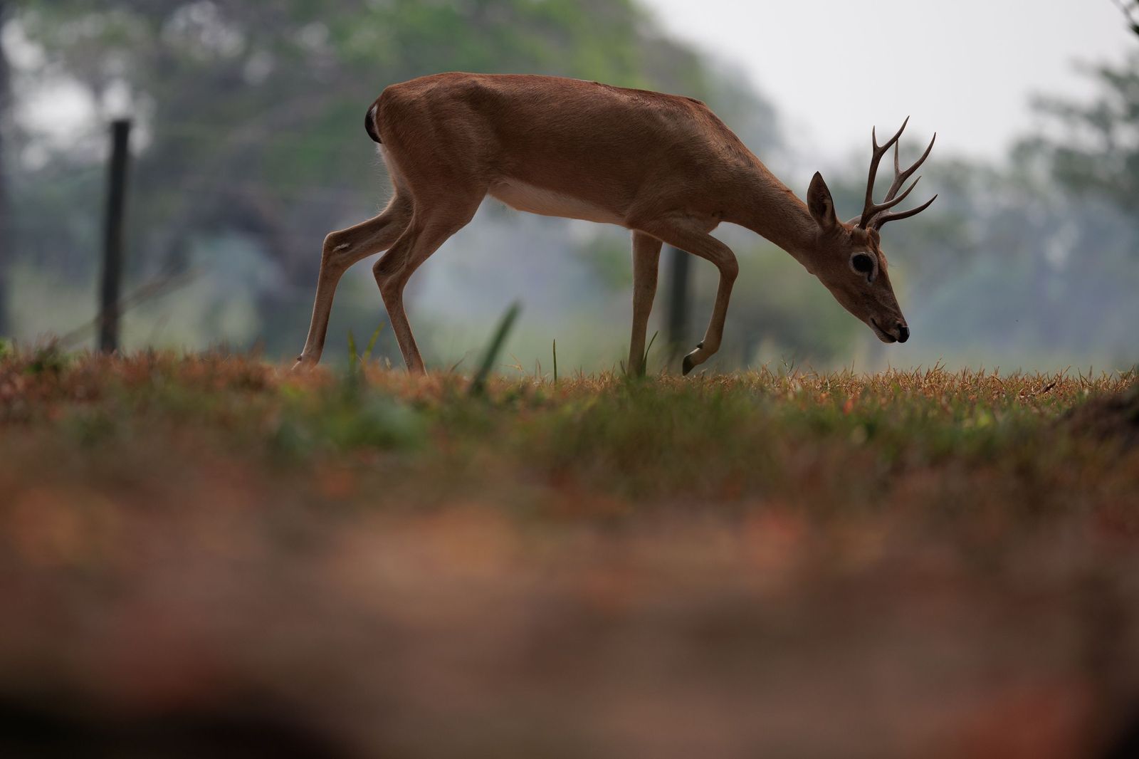 Las llamas convierten en una tumba al aire libre El Pantanal en Brasil
