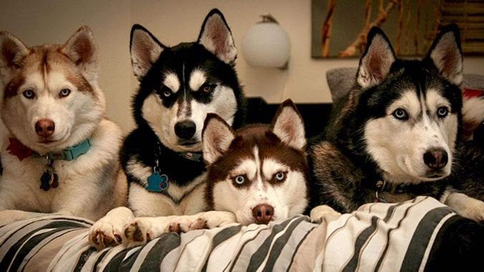 huskies