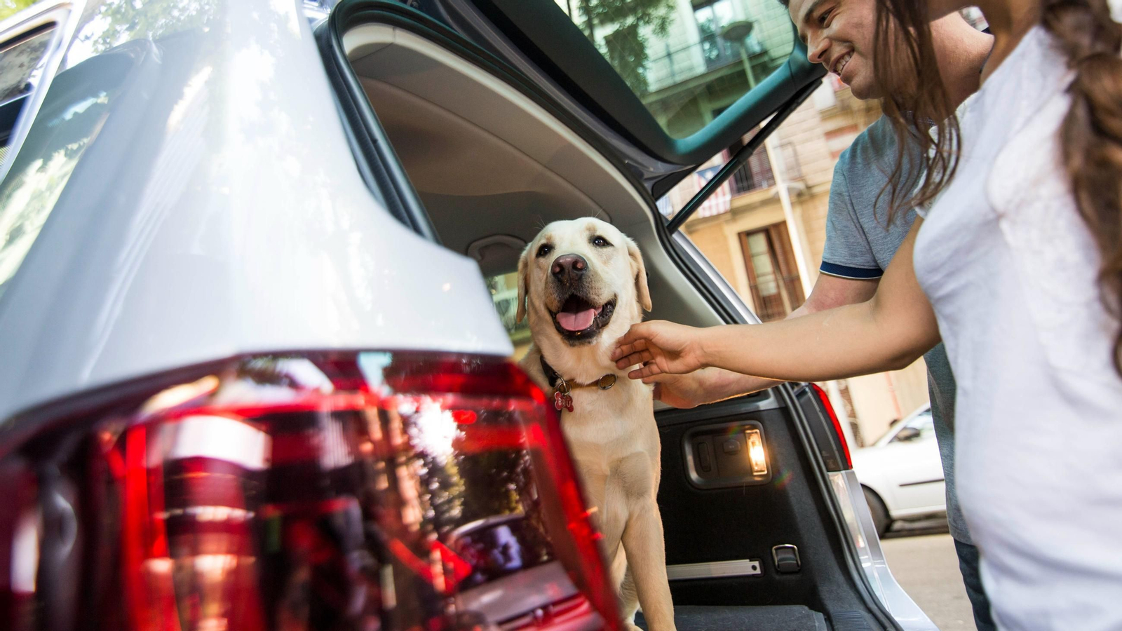 Viajar con mascotas: todas las claves para un trayecto seguro y cómodo