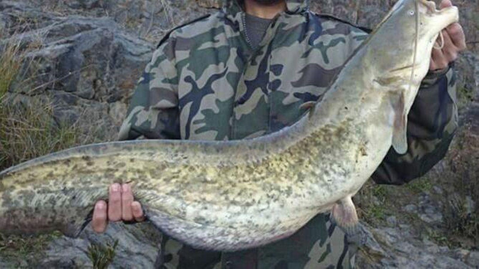 Especie de pez, siluro.