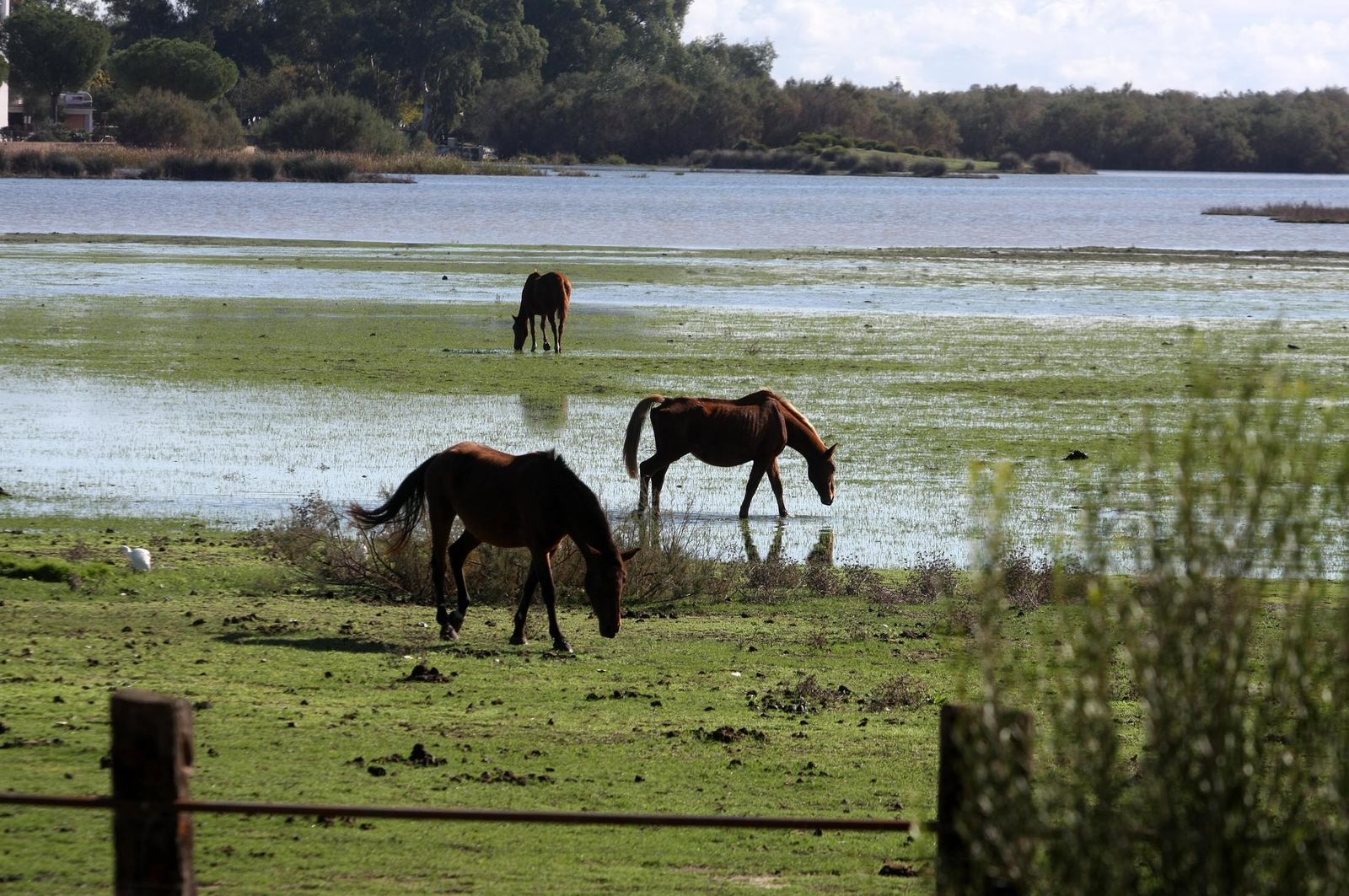 Imágenes de la marisma de El Rocío y de la laguna de El Portil tras las últimas lluvias