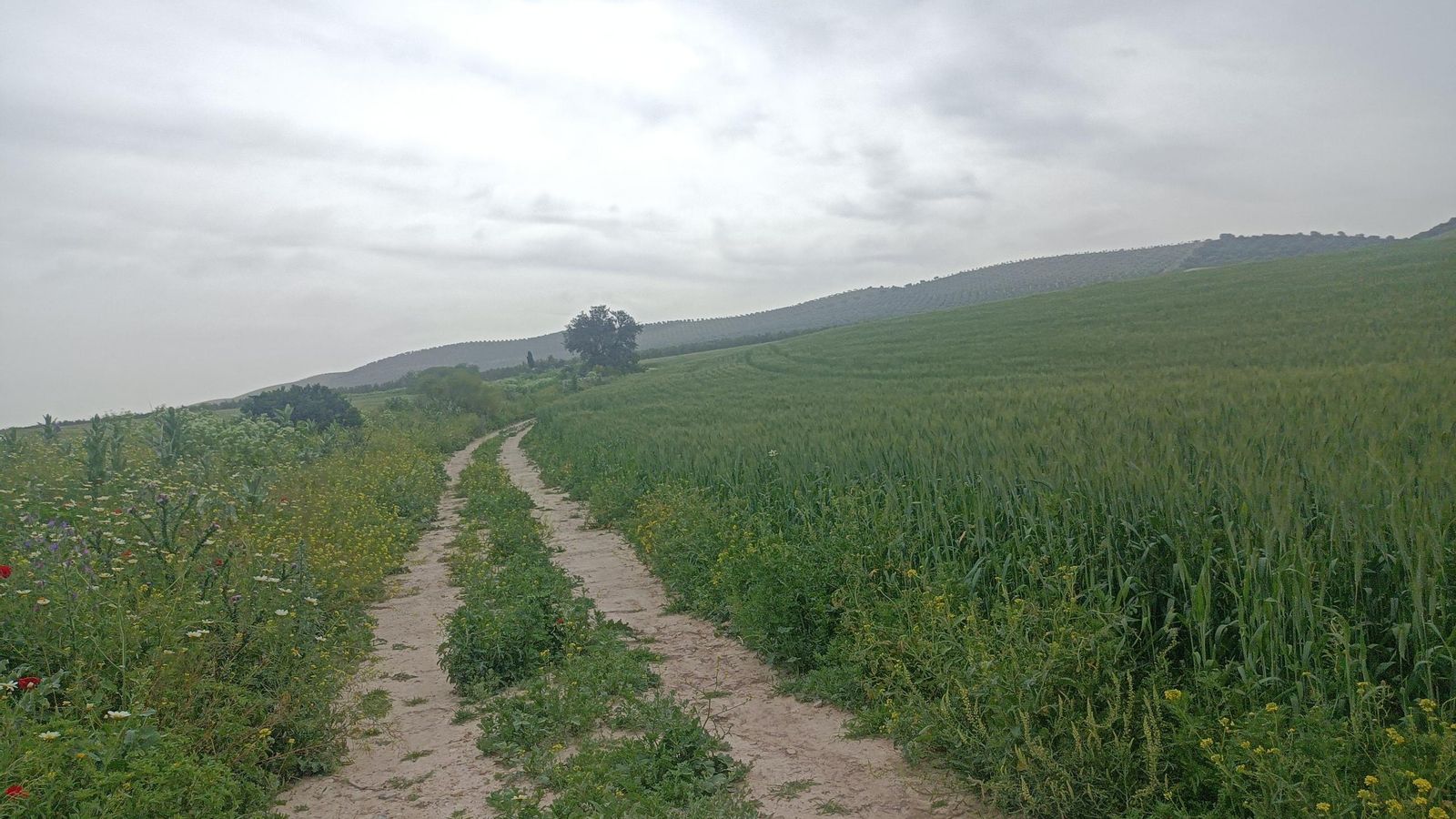 Nos separamos pronto de la carretera.
