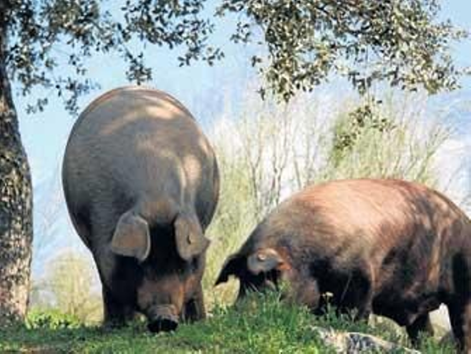 El ibérico remonta (si la OMS no lo impide)