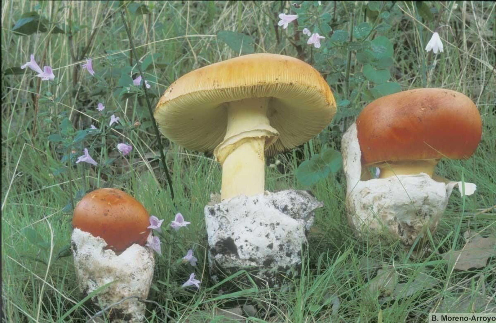 Tana (amanita caesarea)
