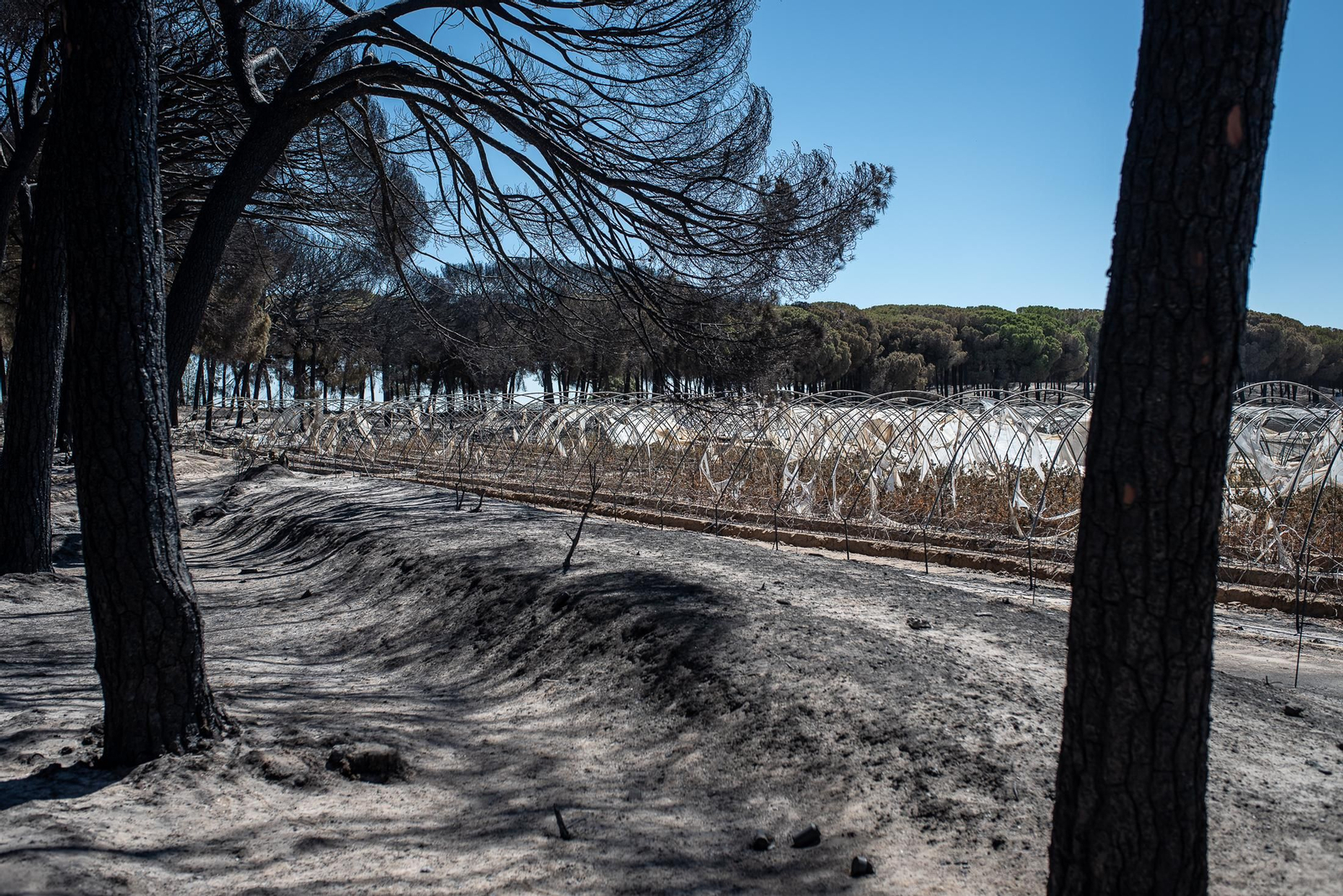El rastro del incendio de Almonte en imágenes