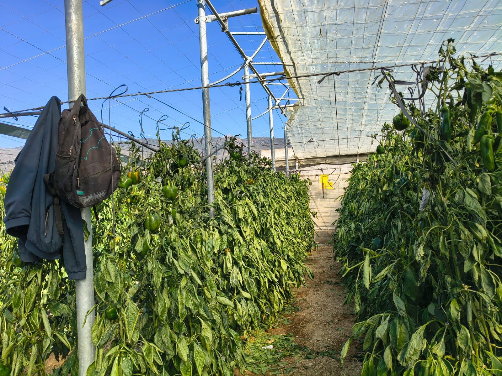 Más de 50 hectáreas destruidas: así ha dejado la borrasca Oriana la agricultura de Almería