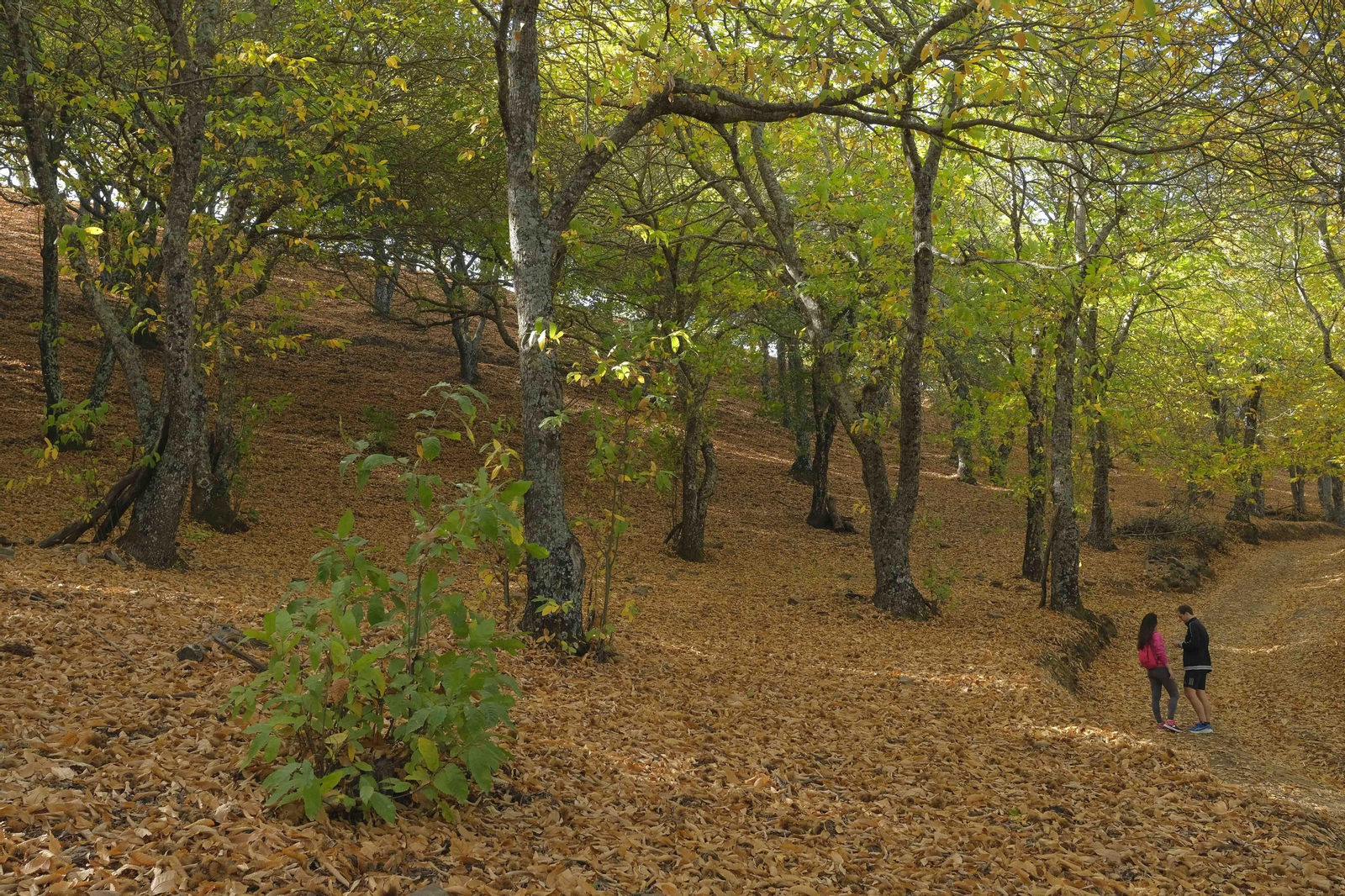 El Bosque de Cobre, en imágenes