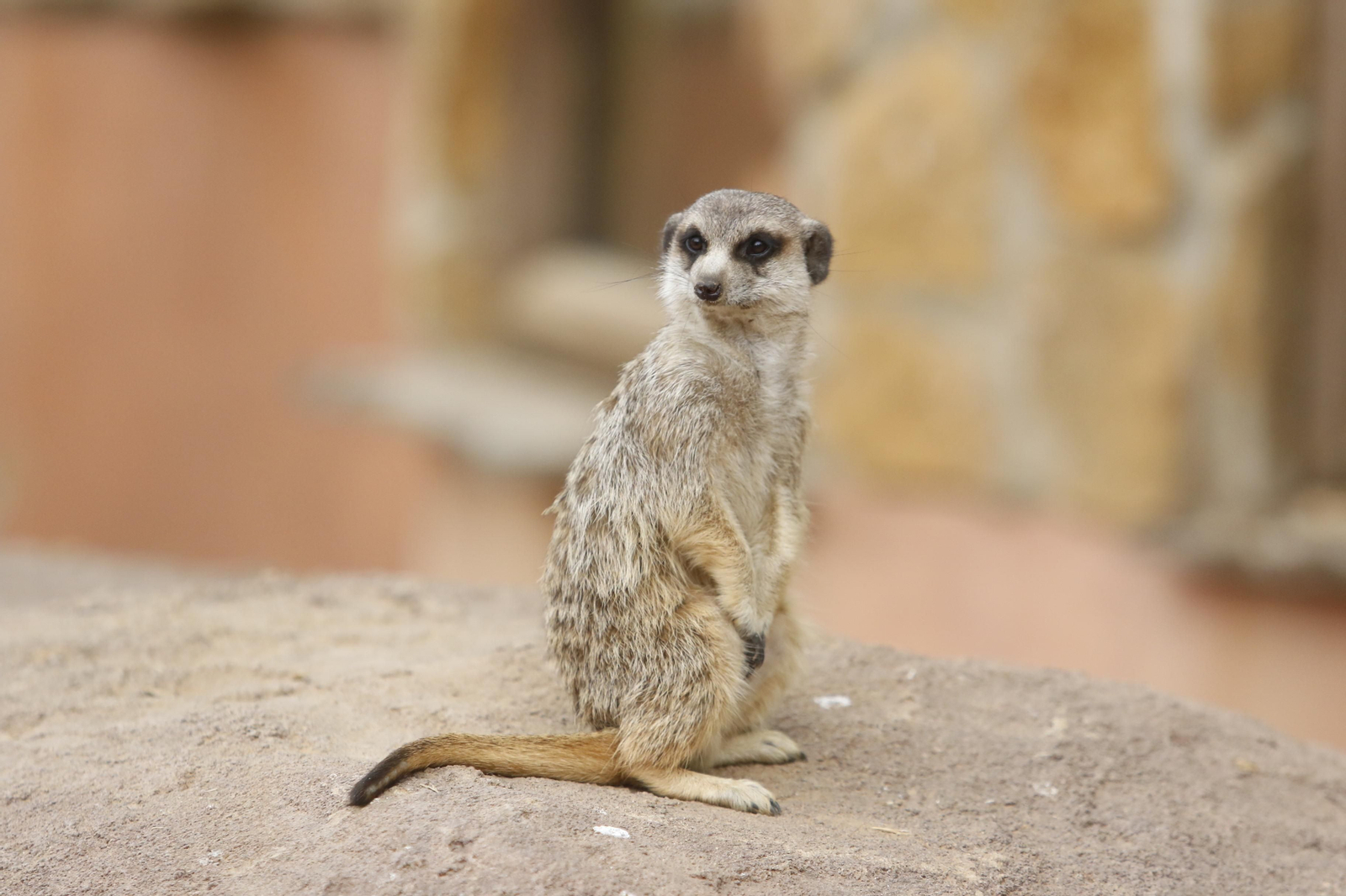 Las imágenes de la reapertura del zoo de Córdoba
