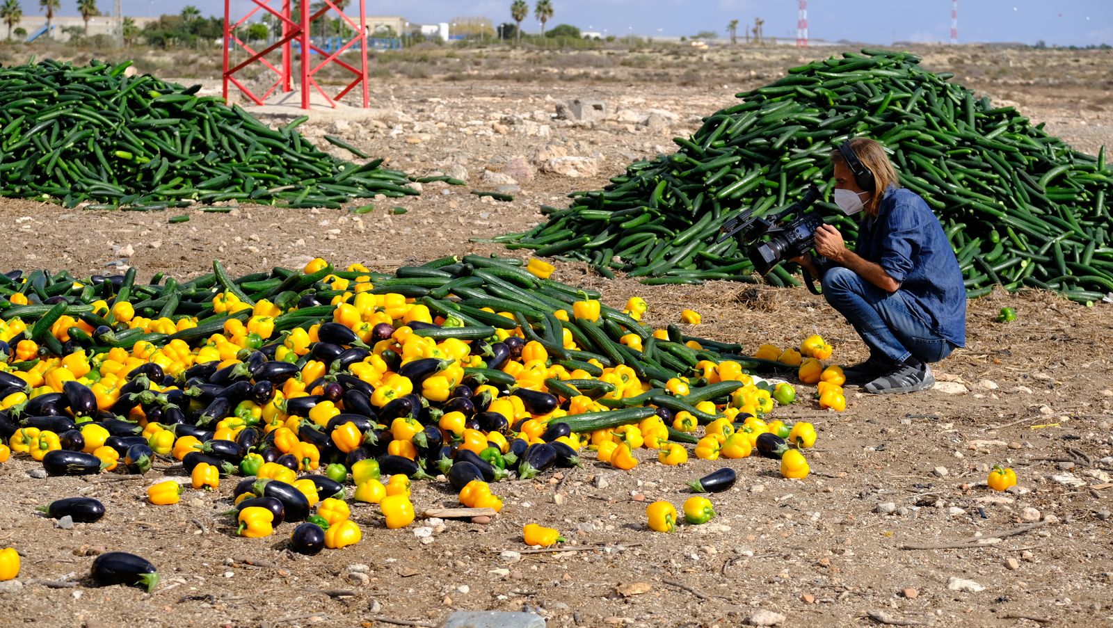 Fotogalería destrucción de pepinos en Almería