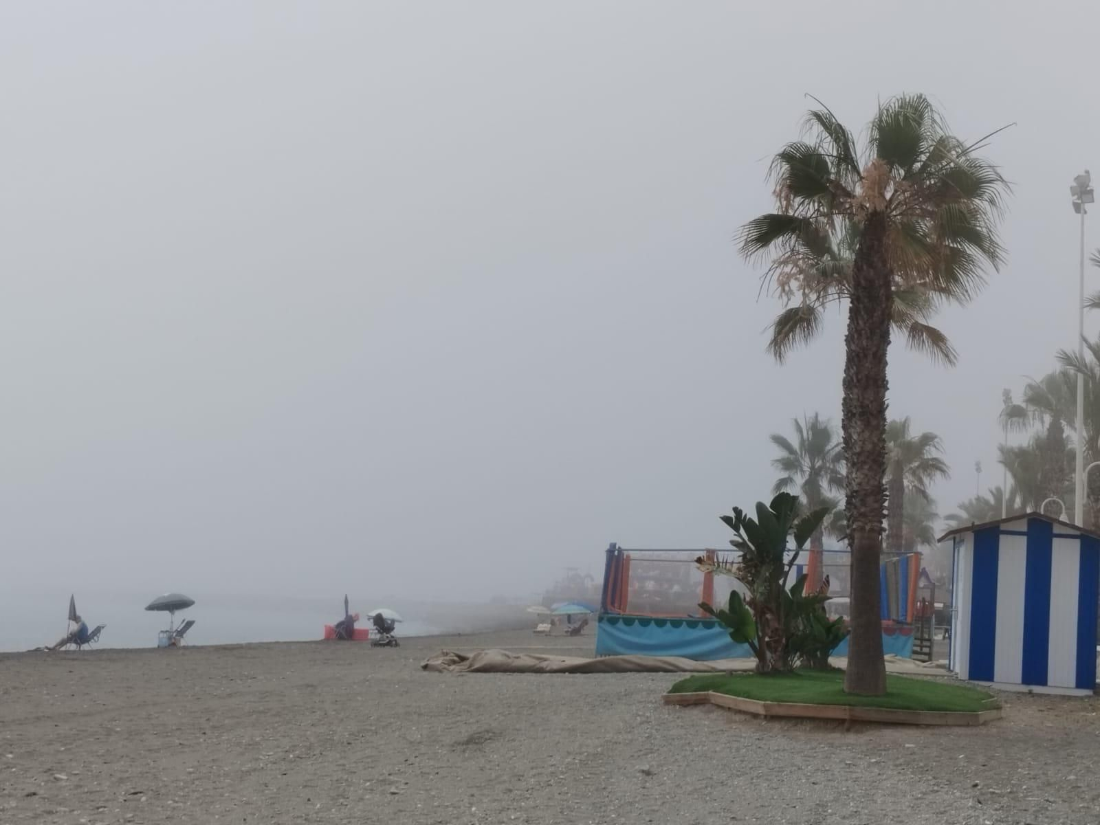 Así llega el taró a Málaga, en imágenes Así llega el taró a Málaga, en imágenes
