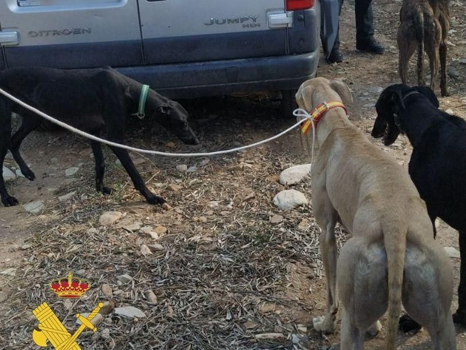 Galgos de los investigados en Tabernas.