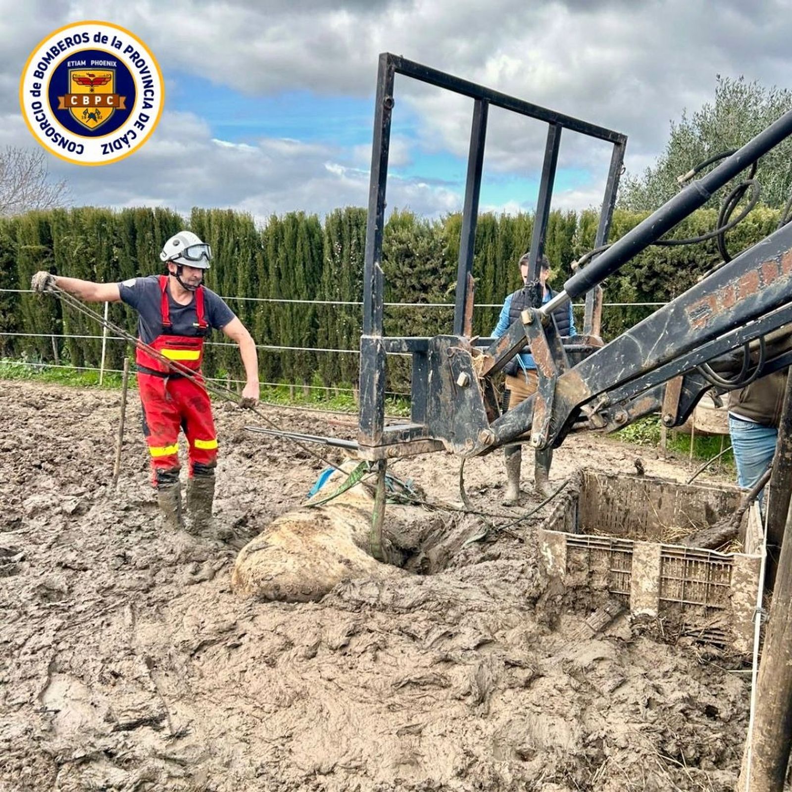 Operación de rescate de los bomberos del equino atrapado.