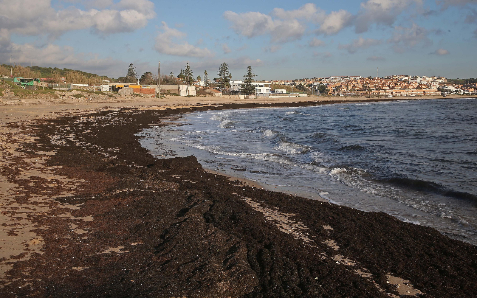 Fotos del alga invasora en la playa de Getares