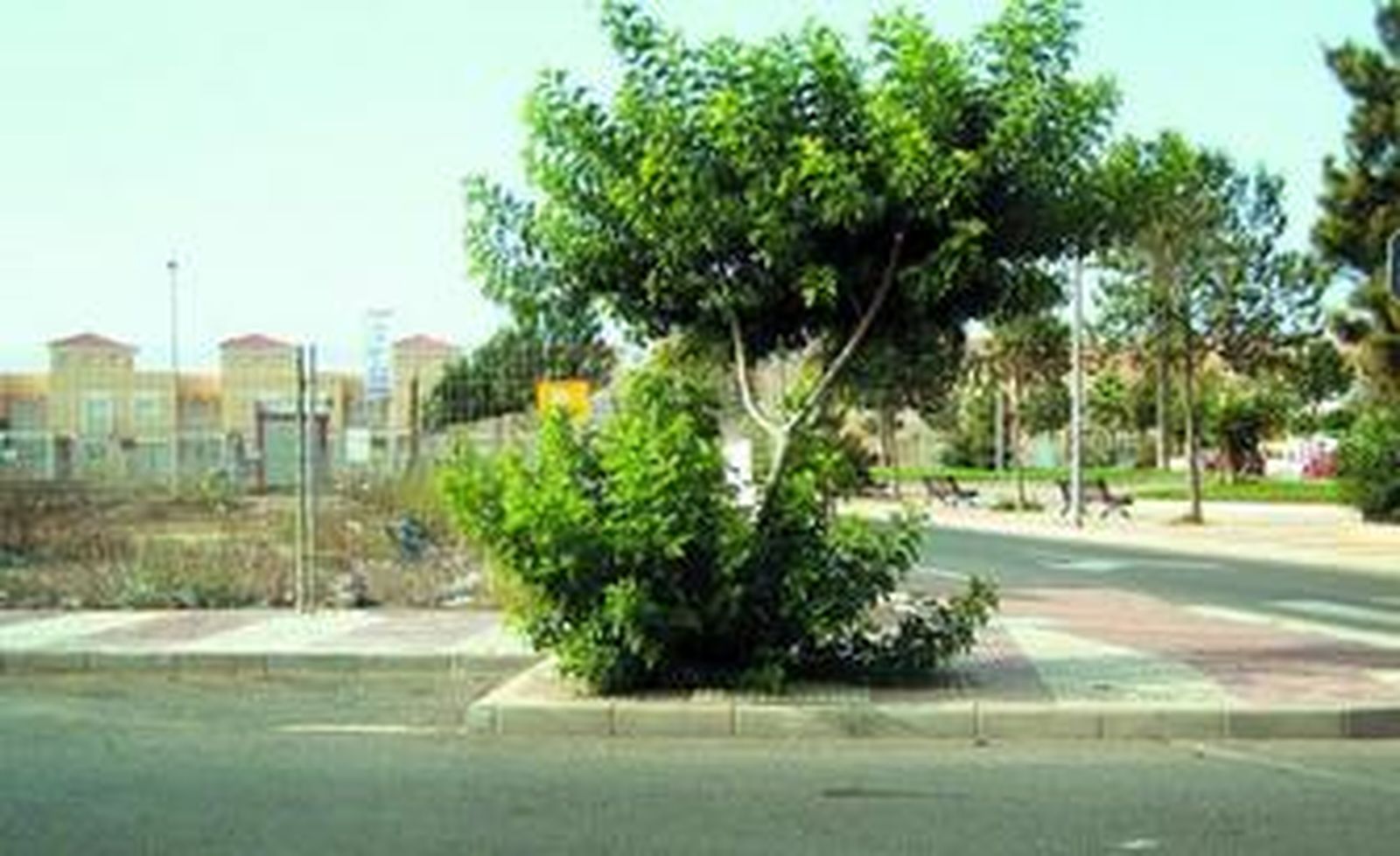 En todo el municipio se pueden ver árboles y plantas sin cuidar.