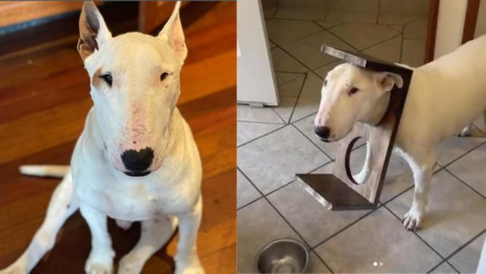 Deja a su perro solo durante un minuto y al volver ocurre esto