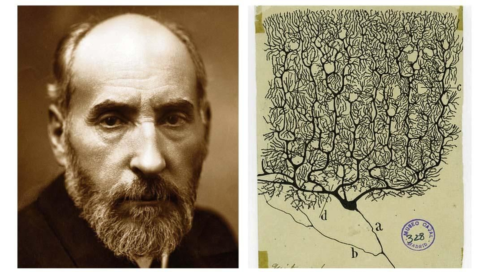 El retrato de Santiago Ramón y Cajal junto a un dibujo original de una neurona de la corteza cerebelosa elaborada por el investigador.