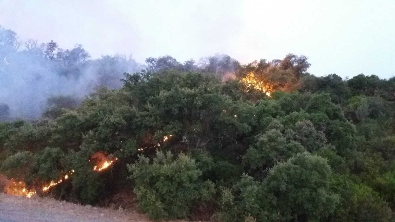 Un incendio en El Garrobo obliga a cortar la N-630 en Sevilla