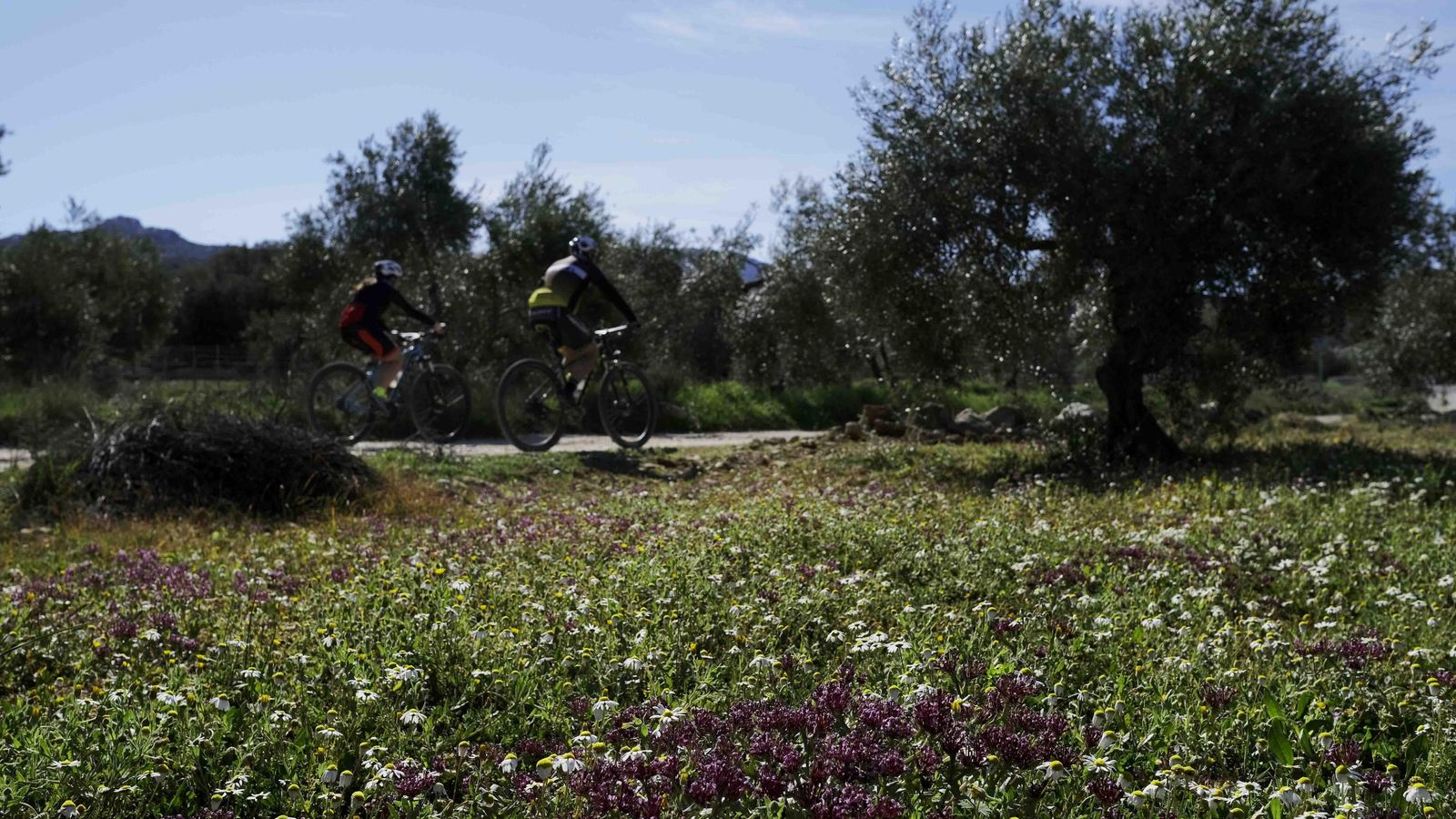 Olivar cubierto de flores de diferentes colores
