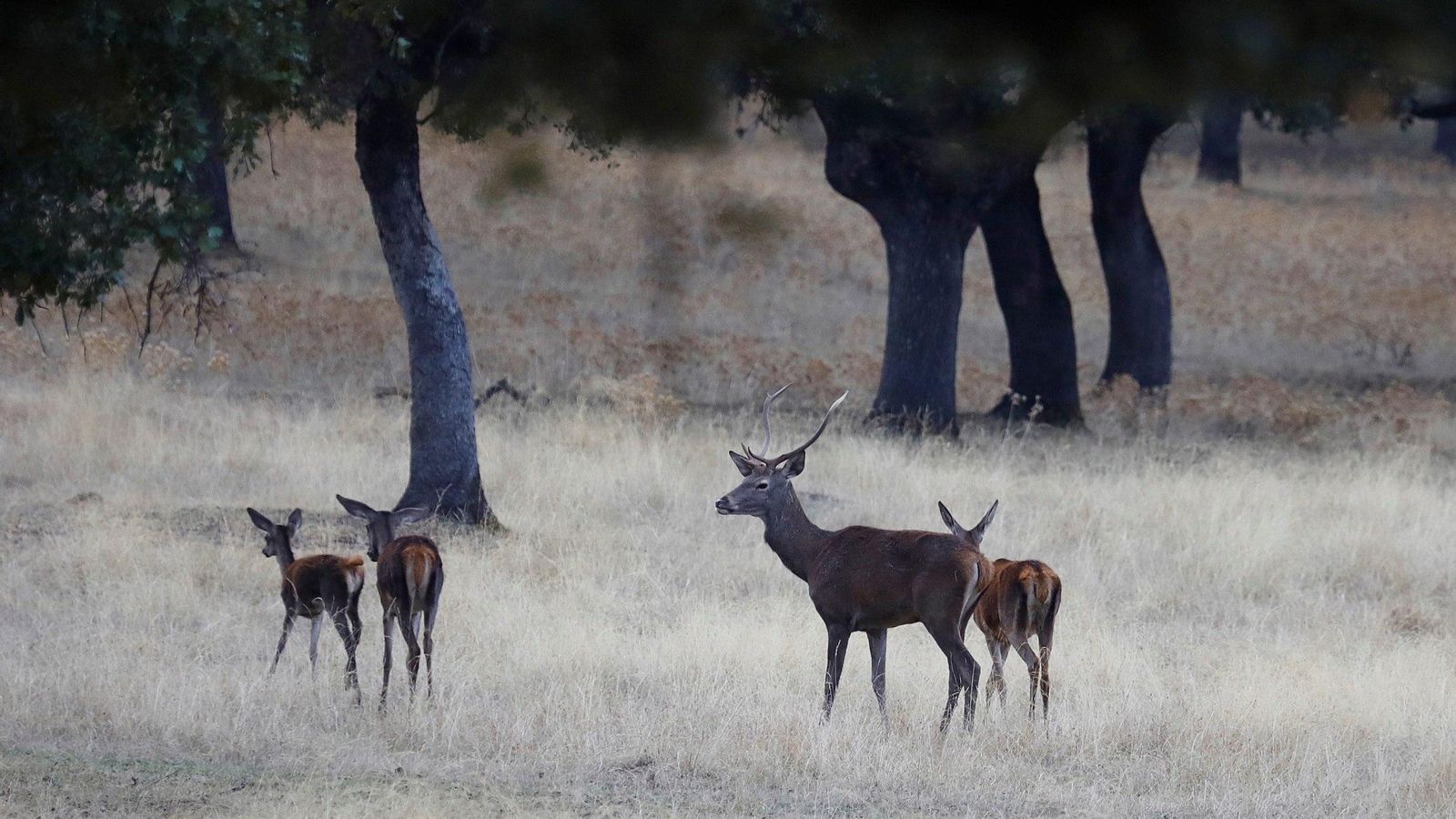 Un ciervo junto a varias hembras en la sierra de Montoro y Cardeña, en Córdoba.
