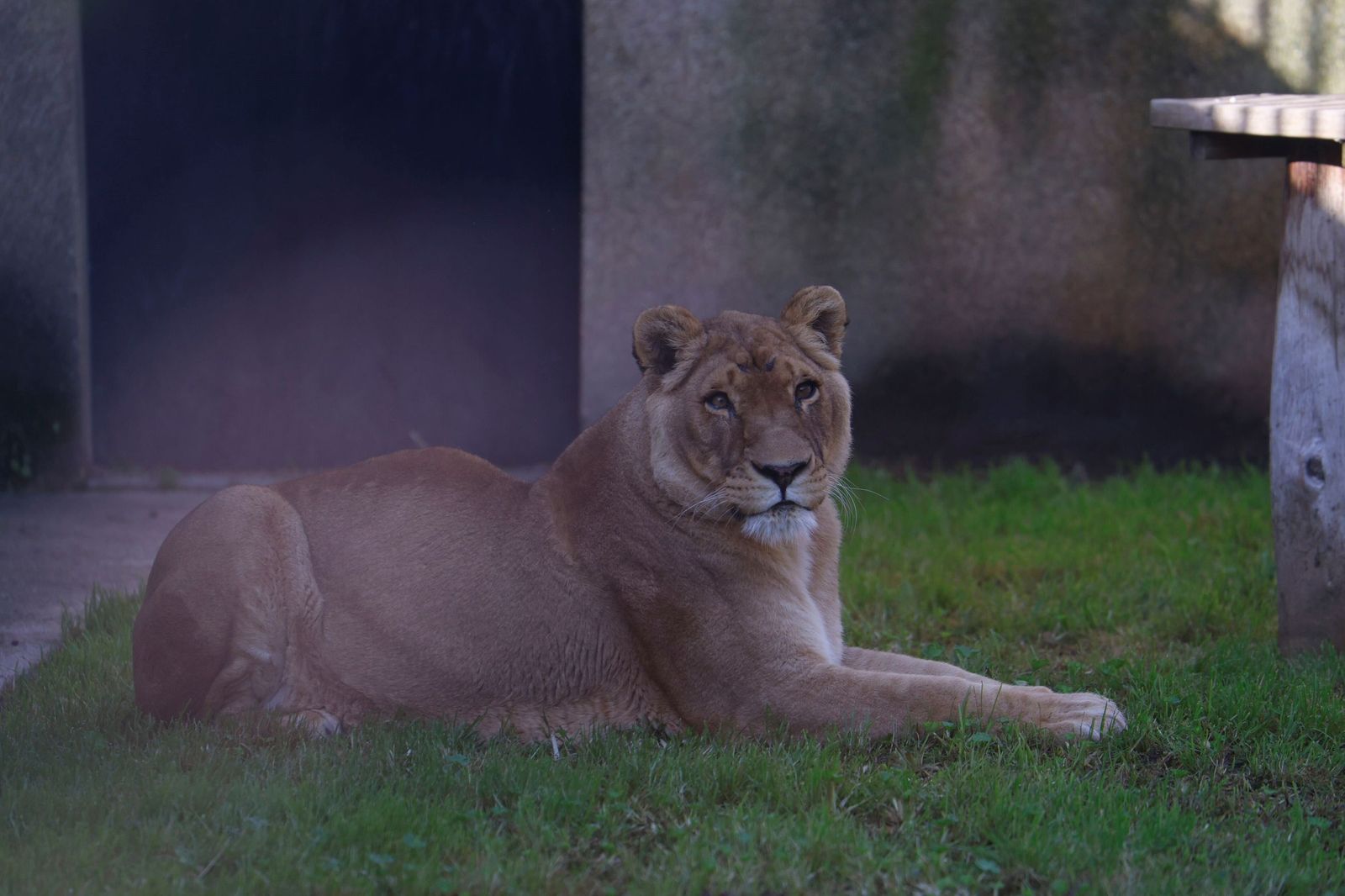 Las mejores imágenes de Zazu y Aissa, la nueva pareja de leones del Zoo de Córdoba