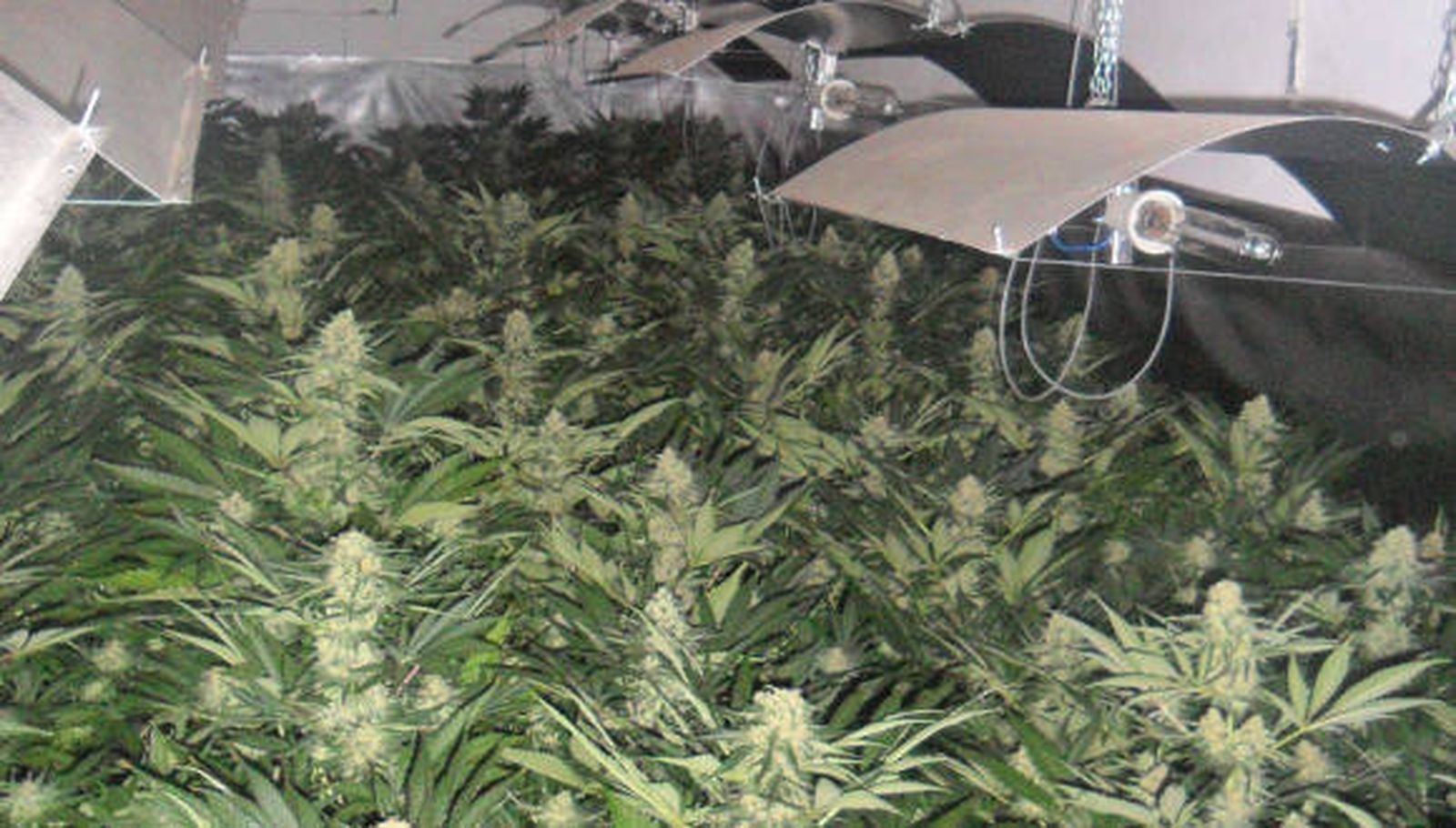 Una mujer denuncia el robo de 54 plantas de marihuana y termina imputada