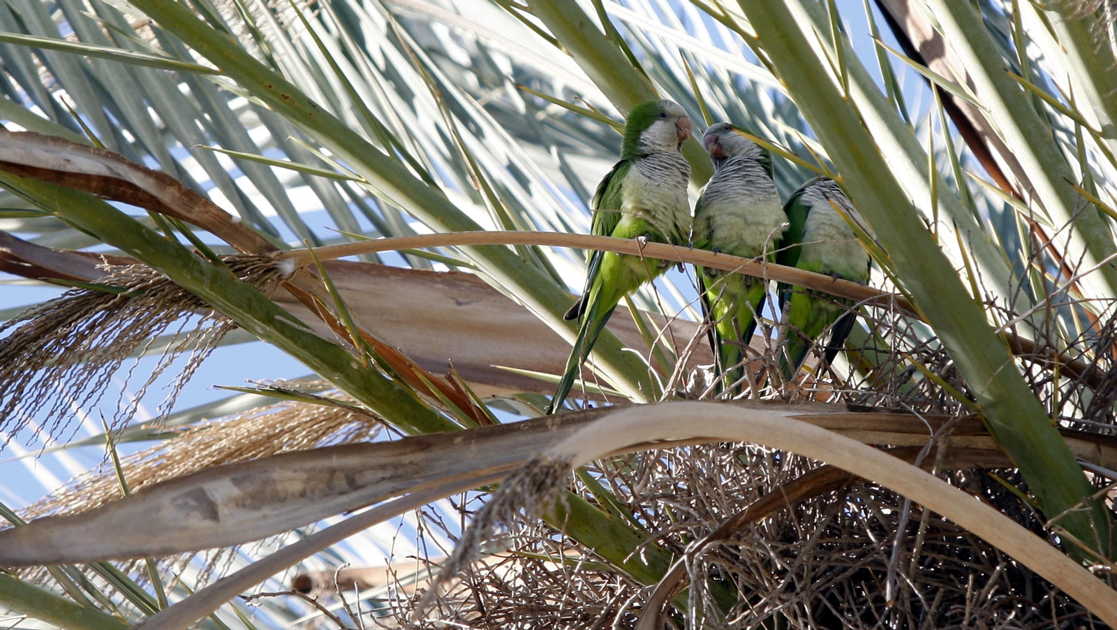 Trío de cotorras en una palmera de la ciudad.