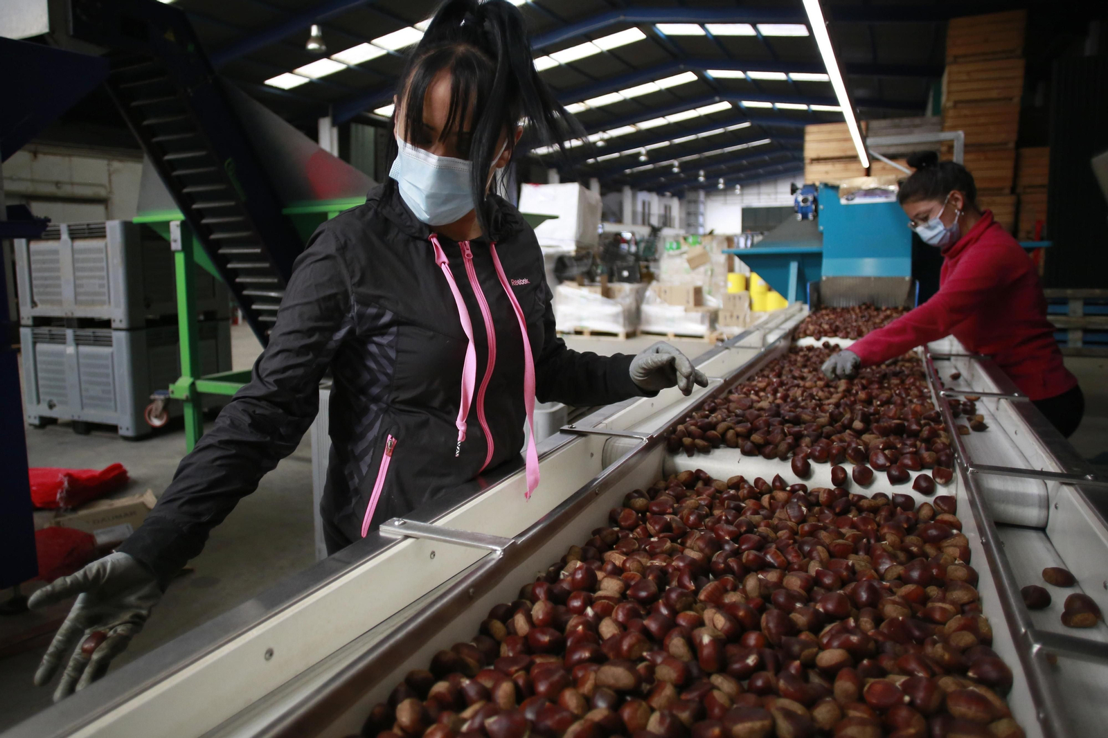 Selección manual de las castañas en la cooperativa de Pujerra