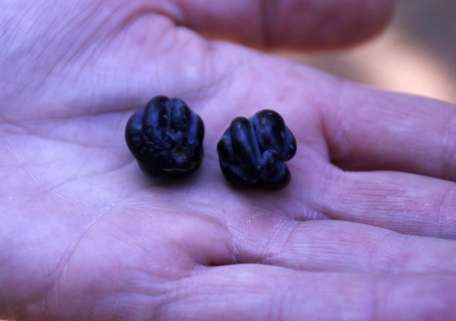 Reportaje sobre el aceite de oliva