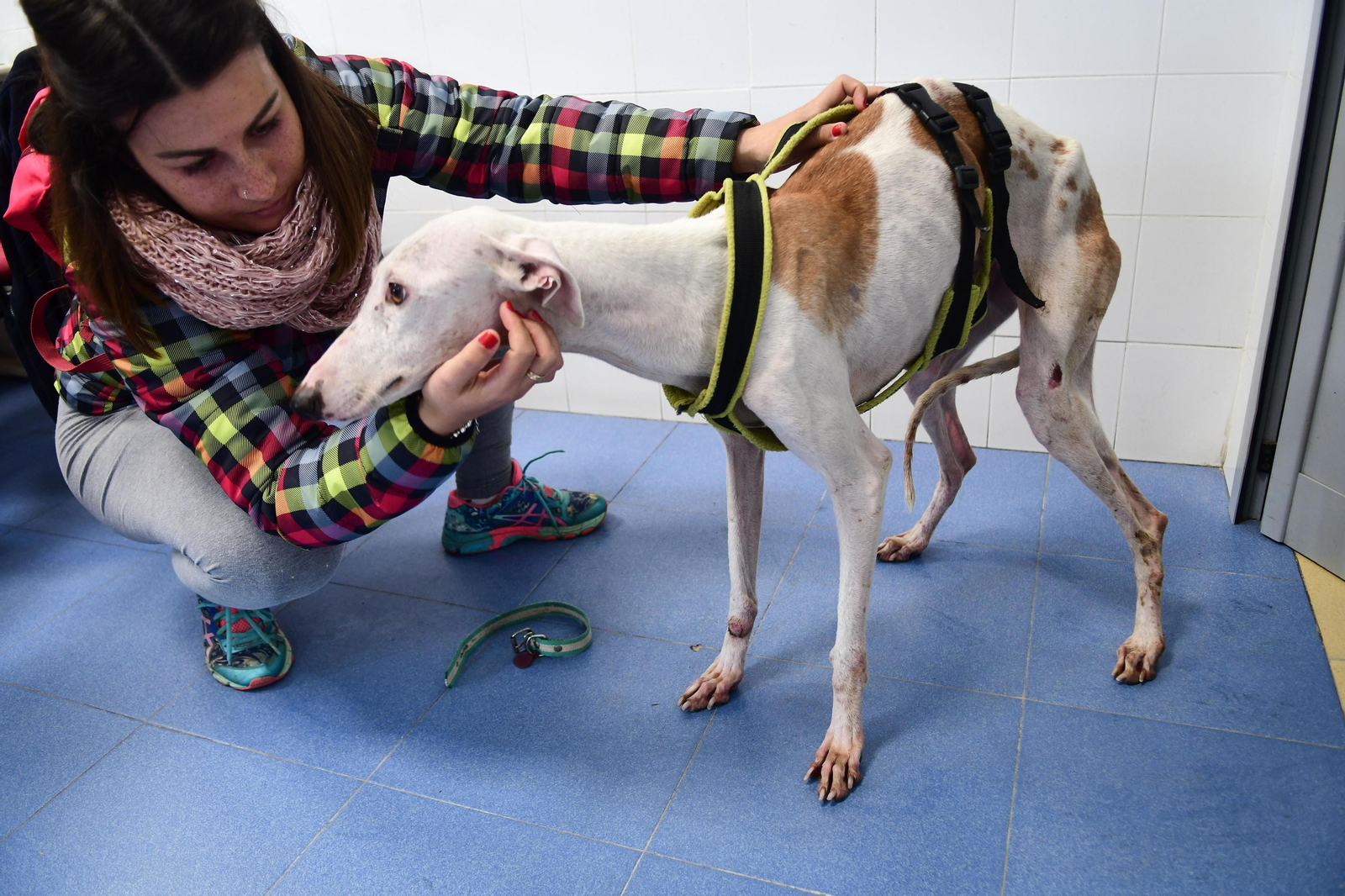 Mascotas que esperan dueño en las perreras de Sadeco