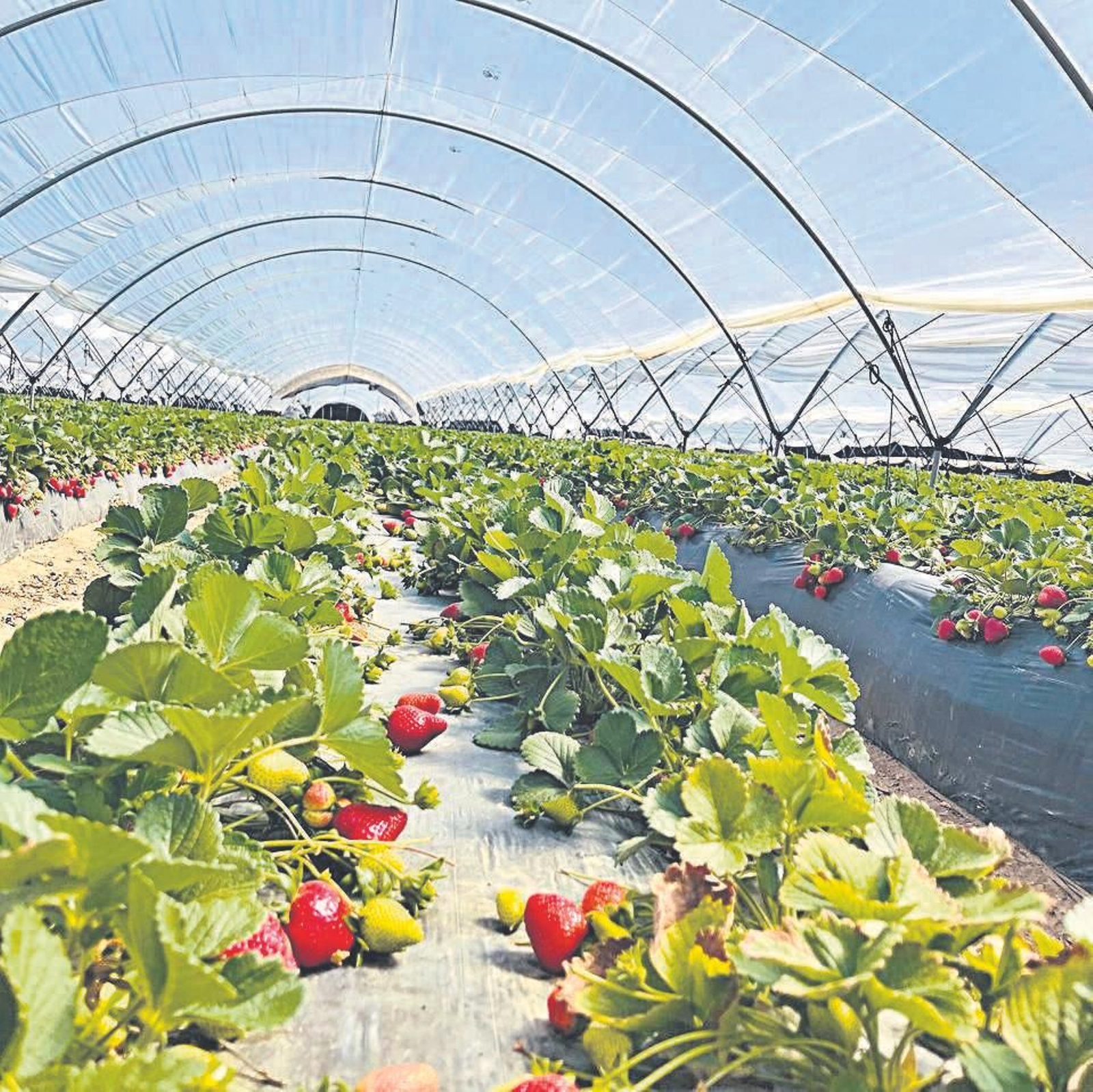 Huelva, tierra de frutos rojos de alta calidad de la mano de Politiv Europa y Embalajes Huelva