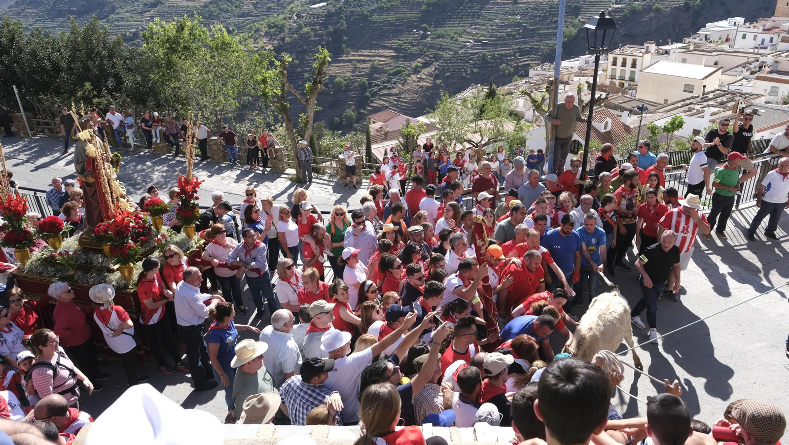 Imágenes de los toros ensogaos y San Marcos, en las Fiestas de Ohanes