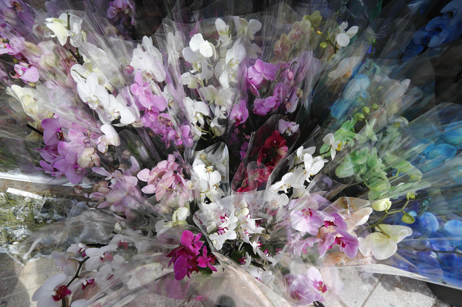 Imágenes del 'V Mercado de Flores y Plantas de Huelva' en la Plaza de Las Monjas