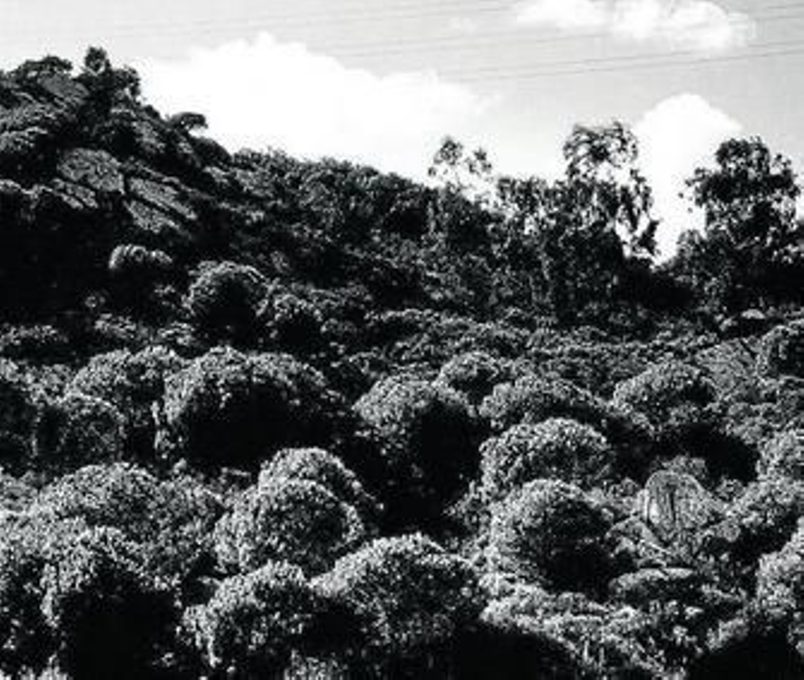Imagen de una zona de gran arboleda en Sotogrande. Imagen de una zona de gran arboleda en Sotogrande.