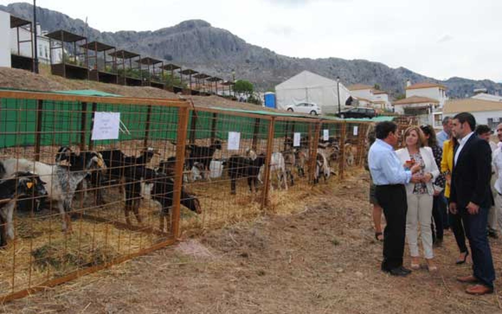 Comienza la feria ganadera de Benaocaz