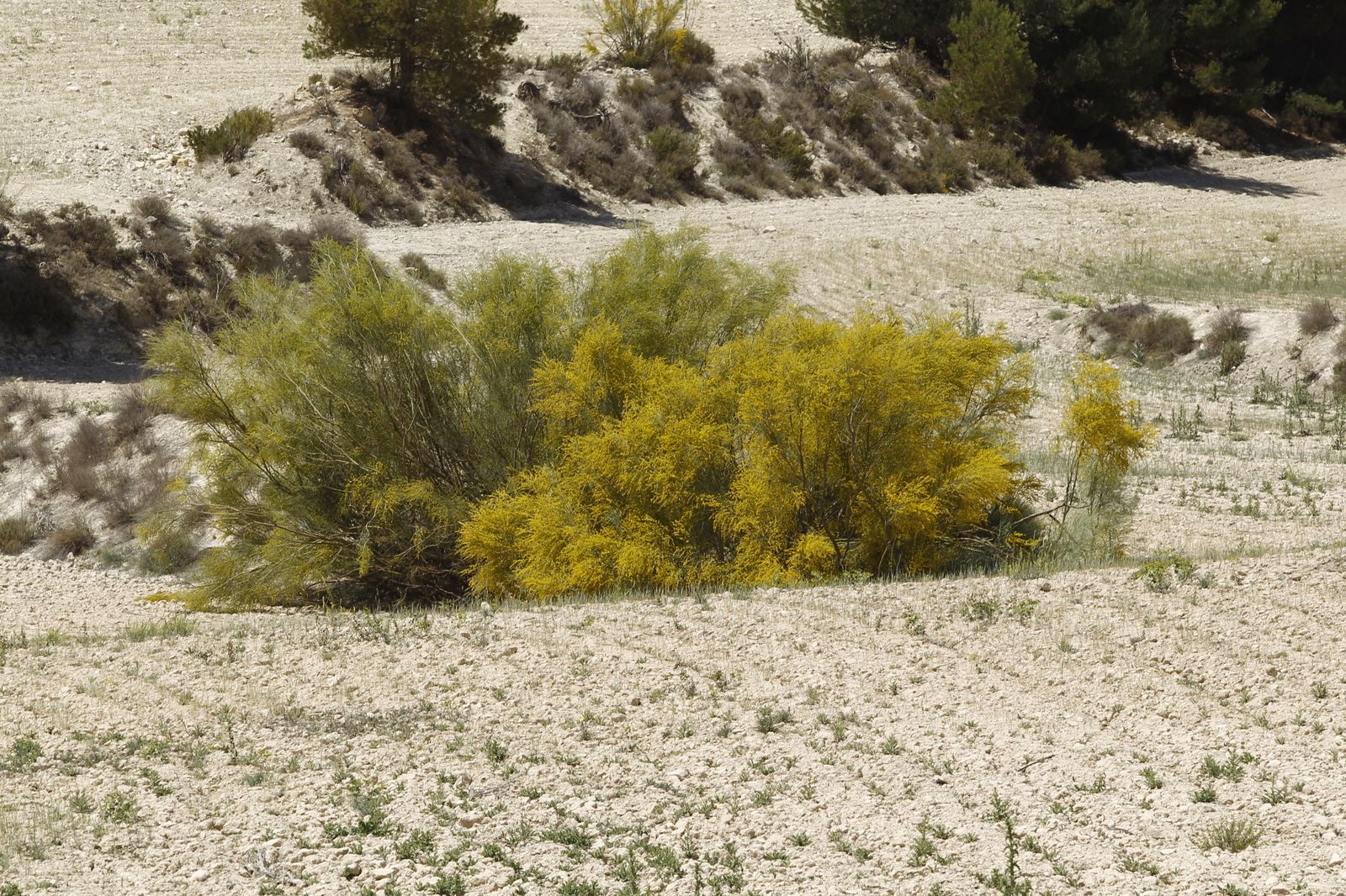 Imágenes de la sequía que golpea con dureza la producción de cereal en Los Vélez